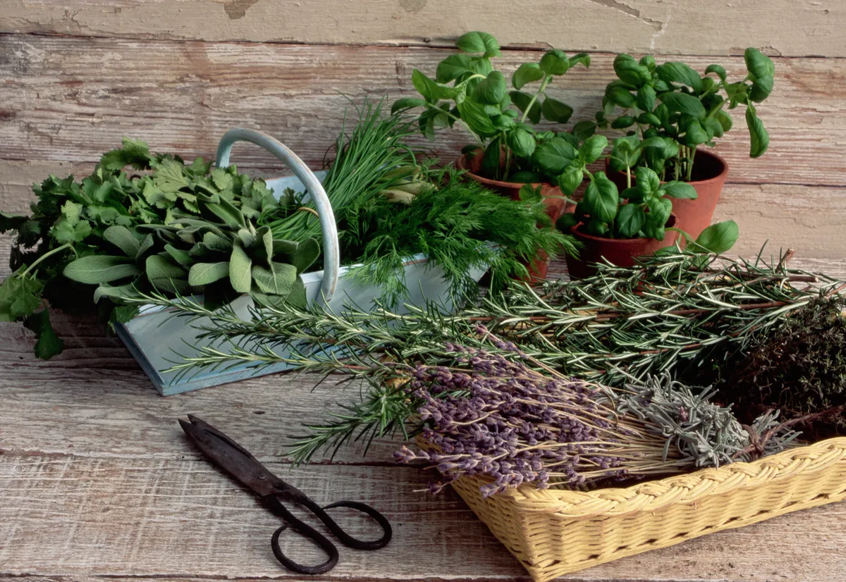 Baskets of lavender, sage, chives, dill, and other herbs stand beside potted basil plants.