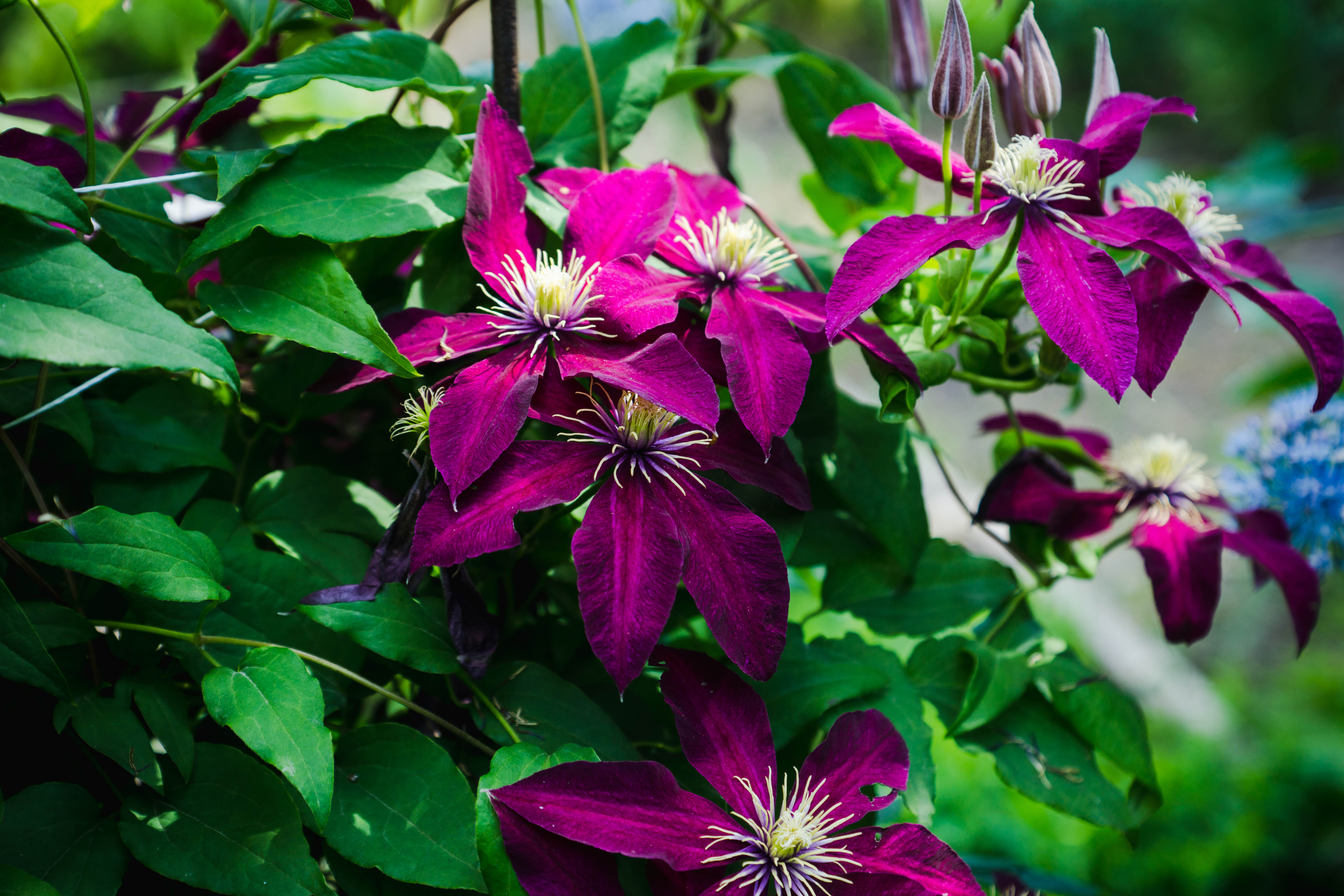 Pruning clematis: everything you need to know about how to prune clematis - Illustrated