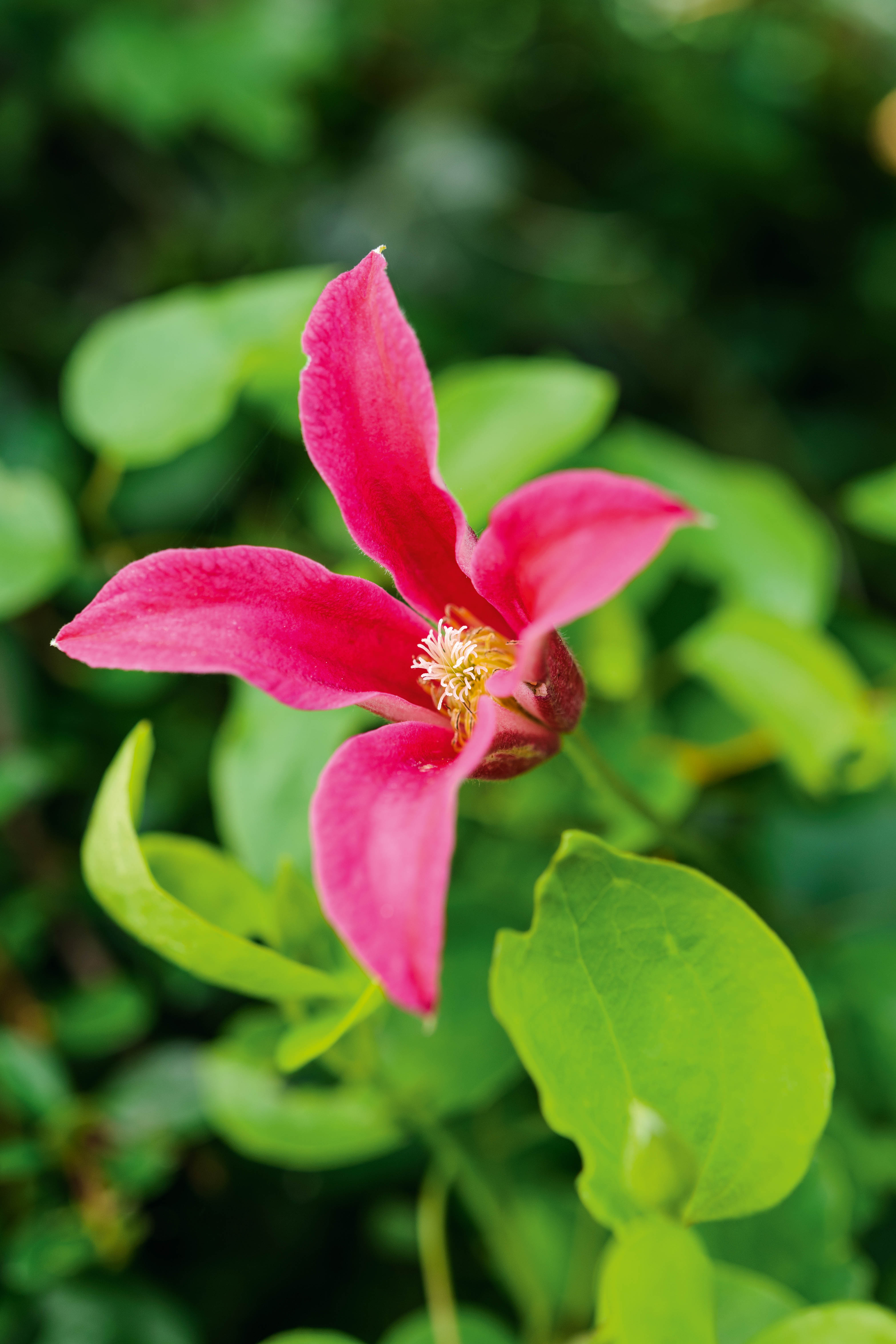 Pruning clematis: everything you need to know about how to prune clematis - Illustrated