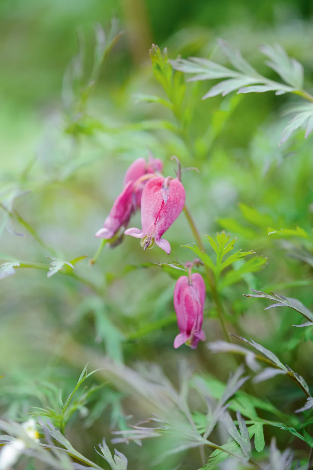 Dicentra filigree