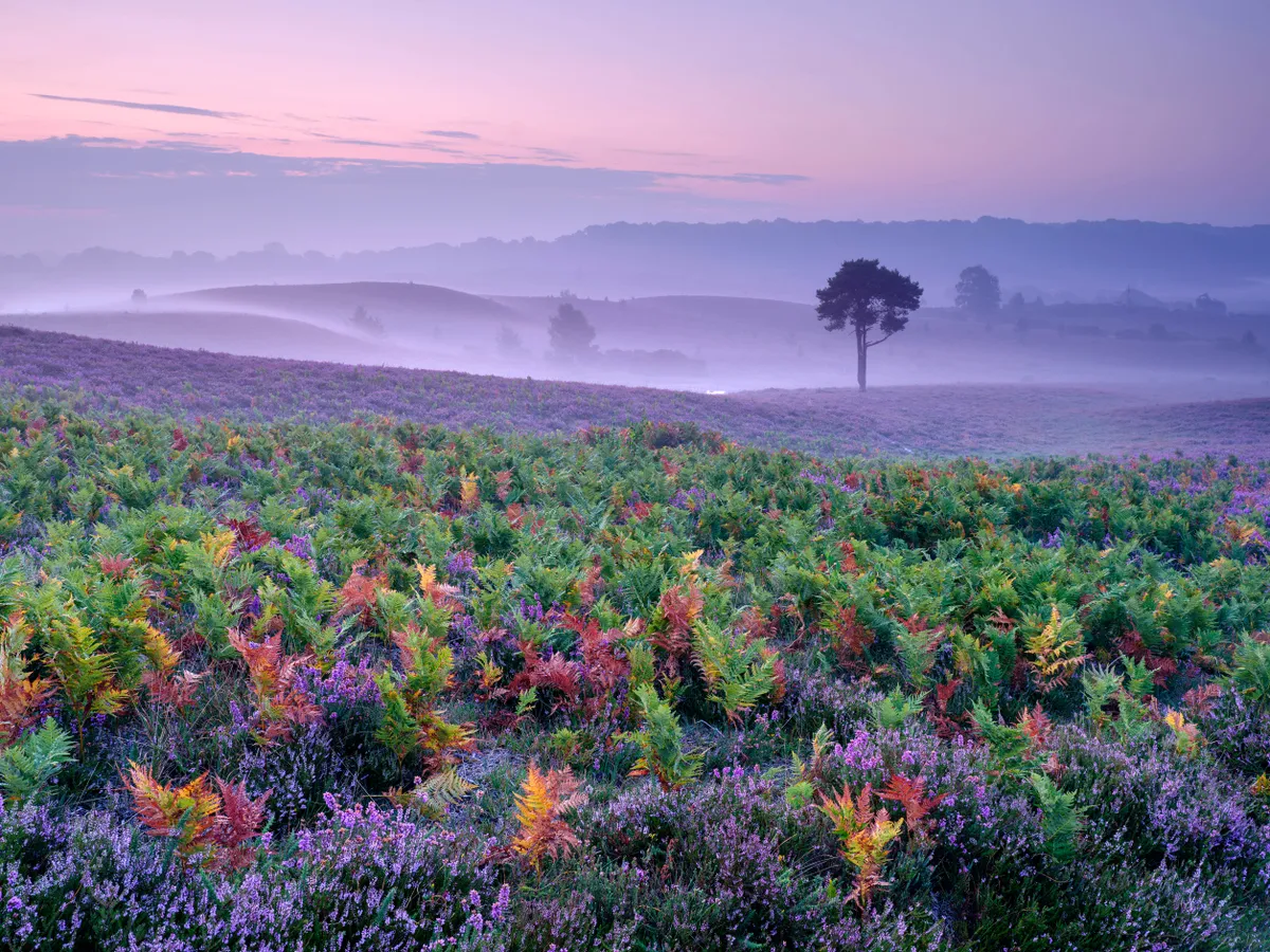Heather and Bracken on a misty morning in the New Forest - International Garden Photographer of the Year competition - Mark Bauer