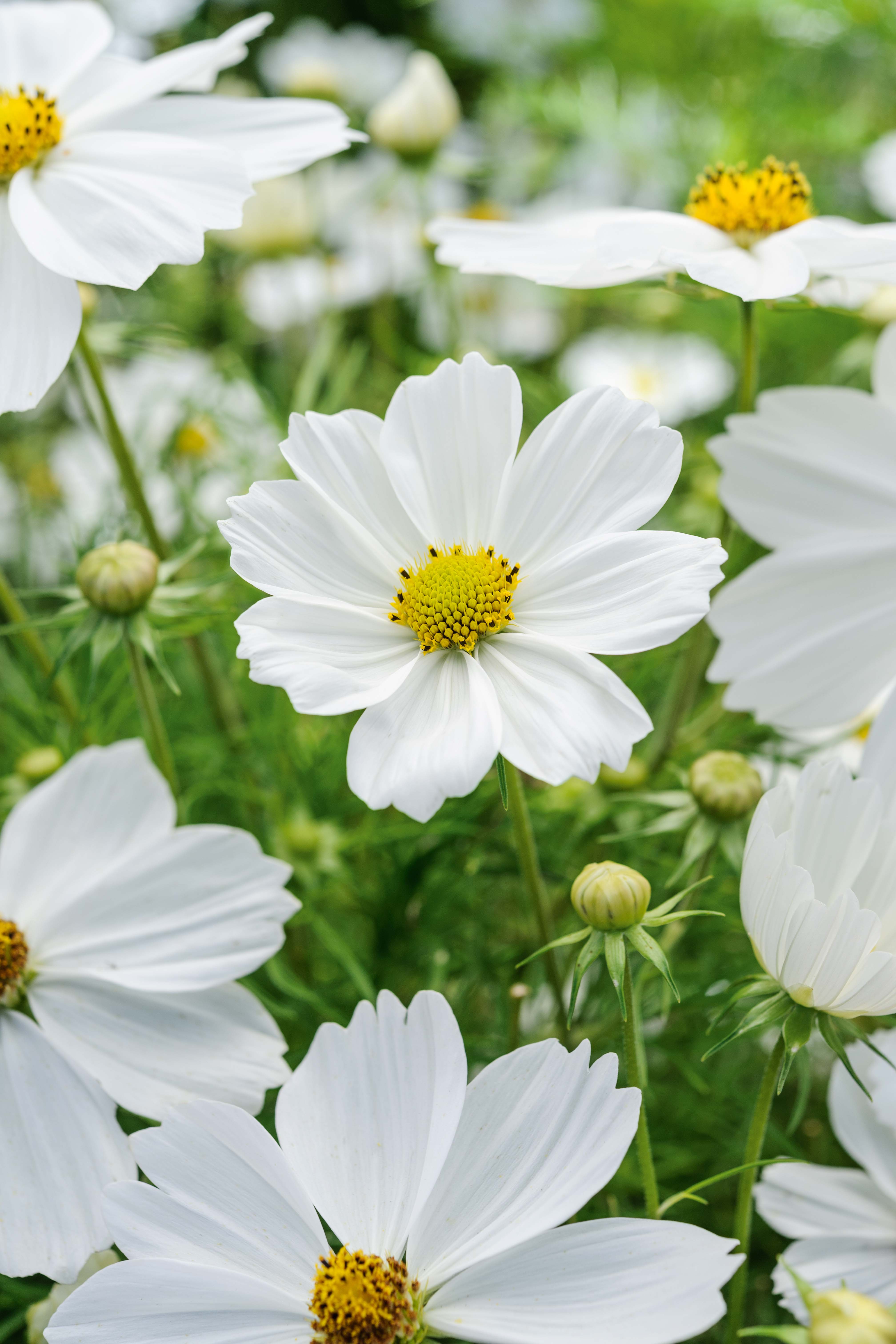 34 beautiful white flowers to grow - Gardens Illustrated