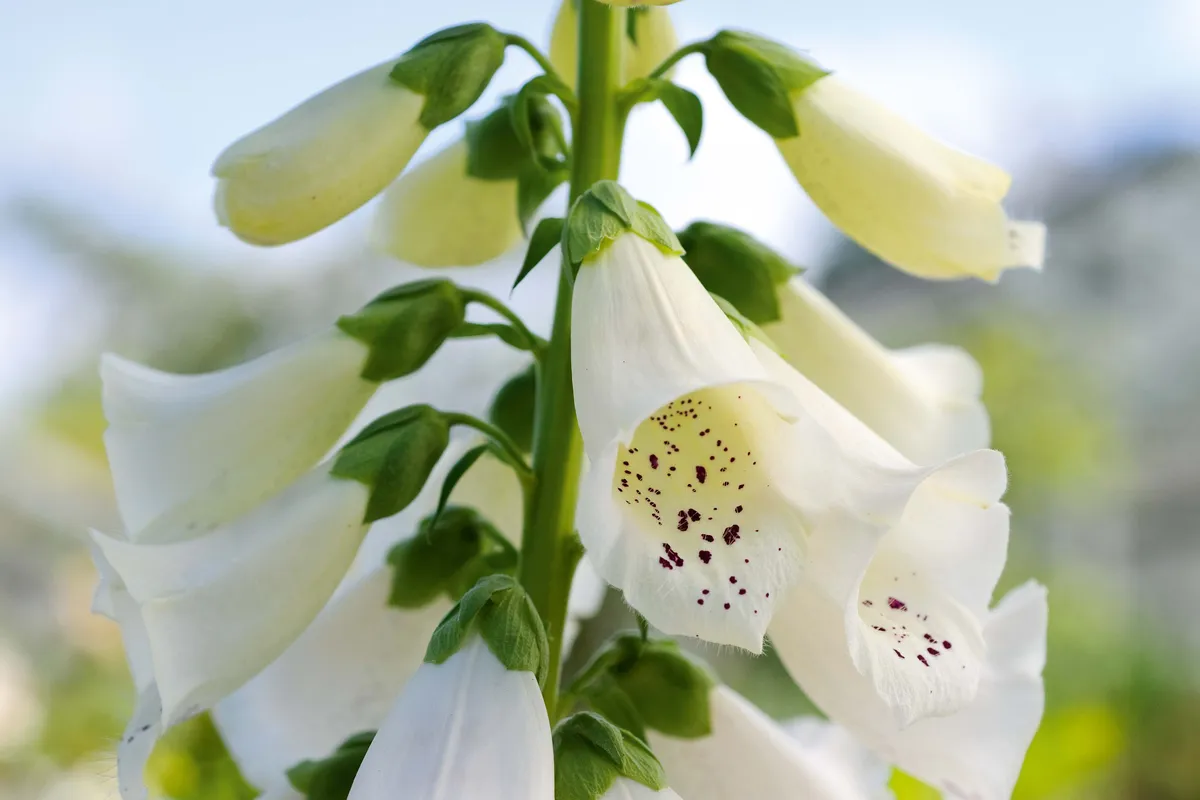 White flowers: 12 elegant choices for borders and pots