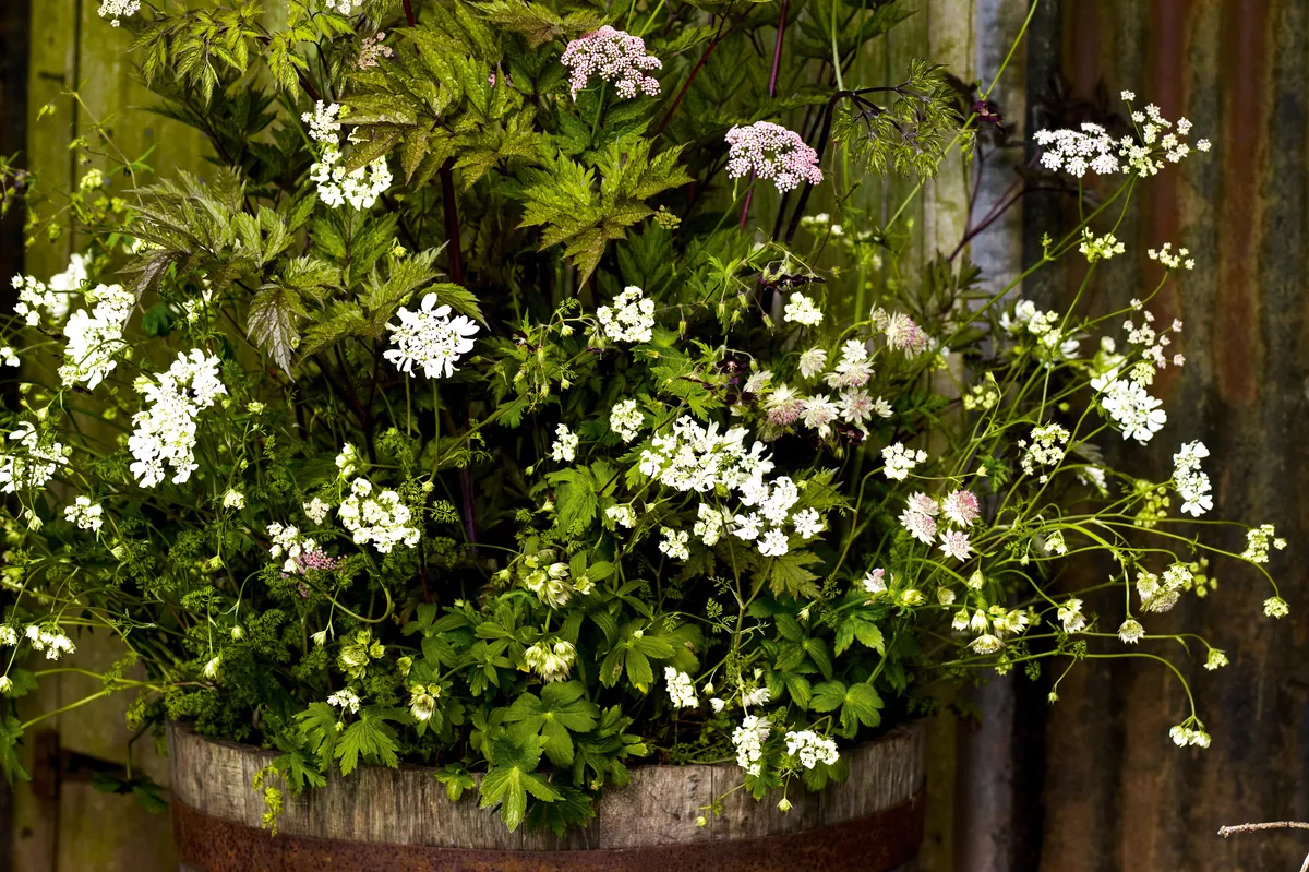 Container display with cow parsley and pinks