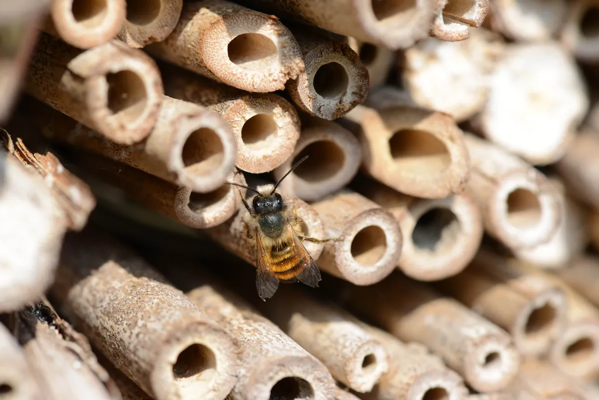 A red mason bee visiting a bee home