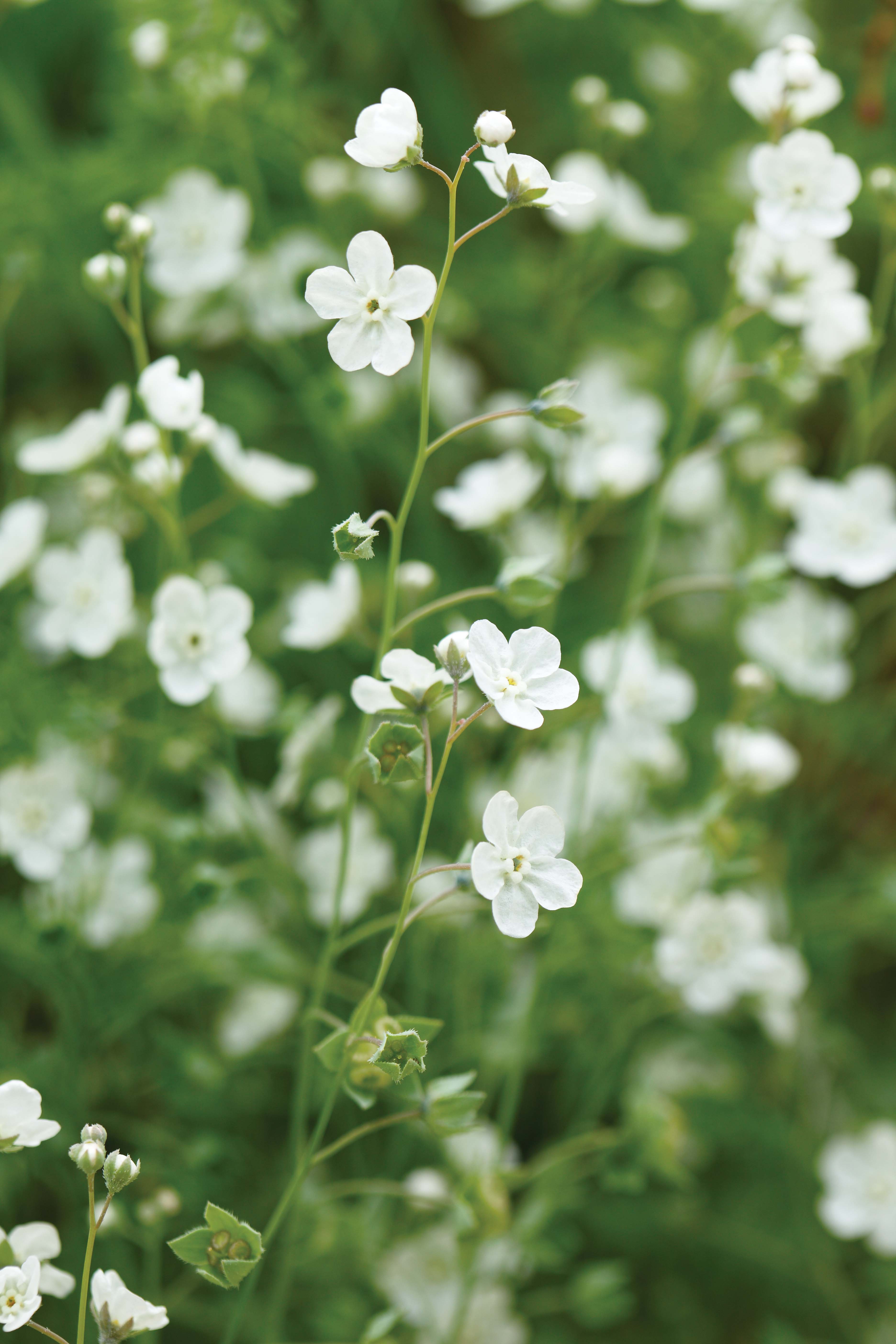 34 beautiful white flowers to grow - Gardens Illustrated