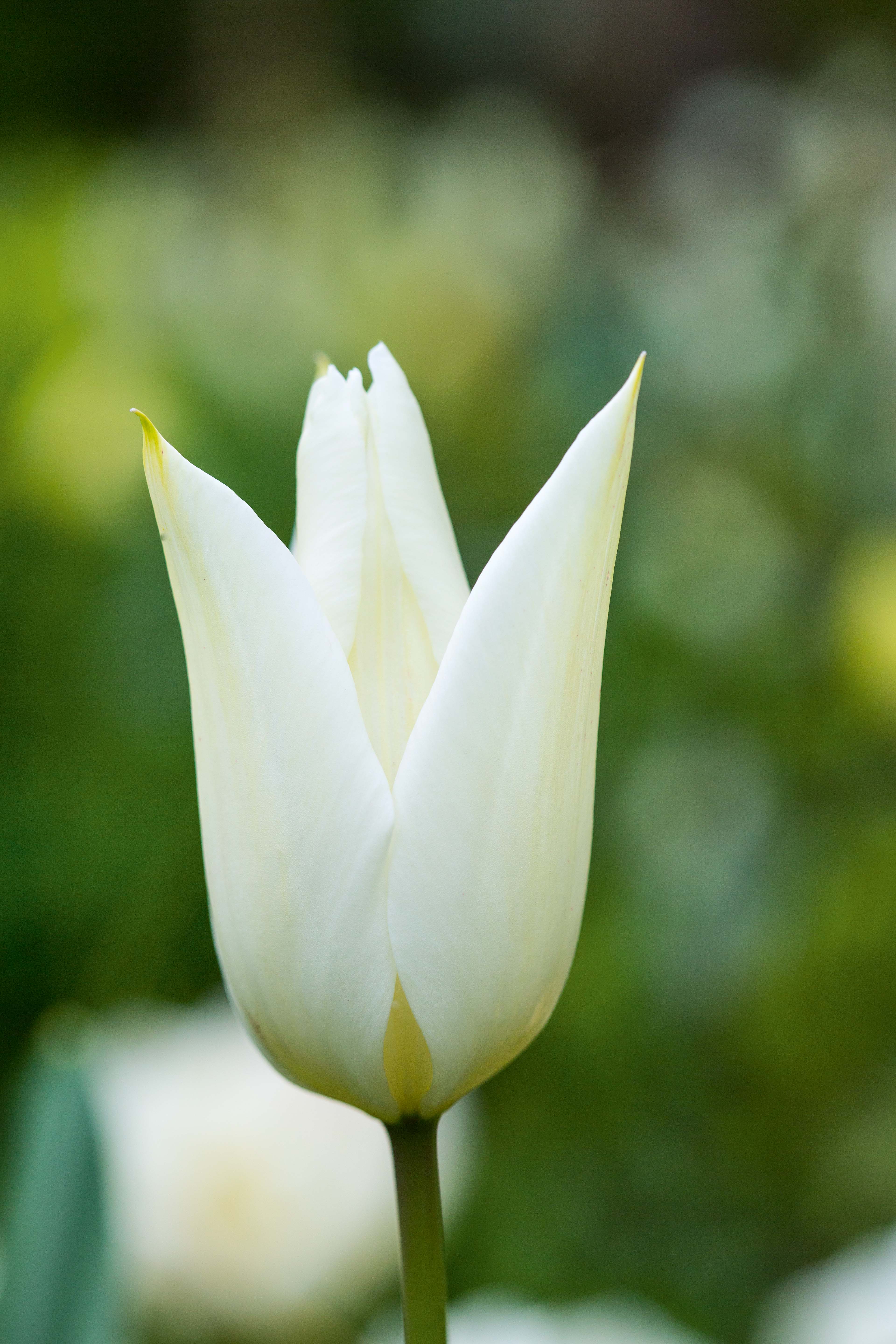 34 Beautiful White Flowers To Grow