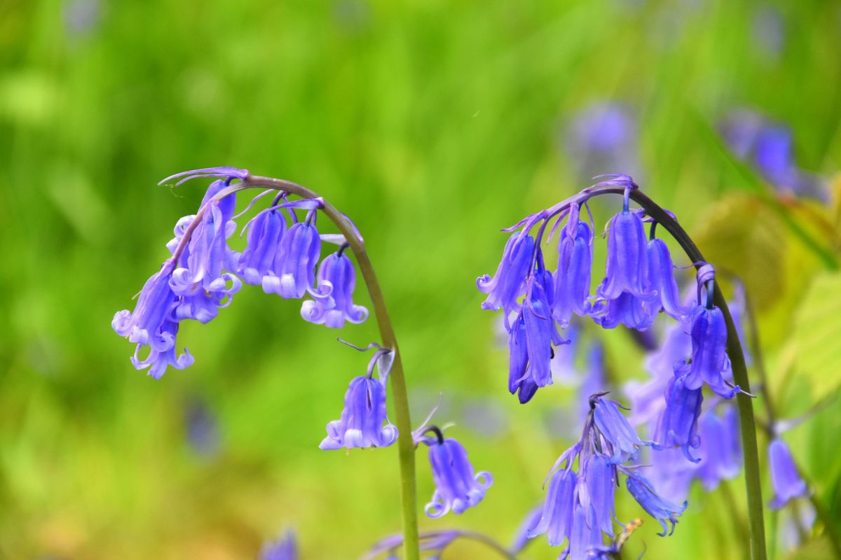 Everything you need to know about growing bluebells