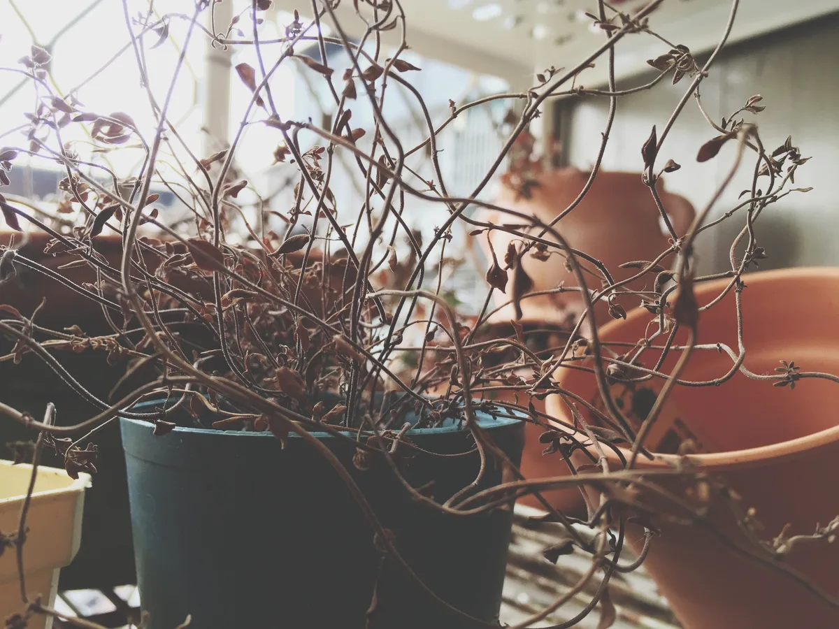 Dried potted plants: nursery growers are struggling to grow plants ahead of Chelsea Flower Show Dried potted plants: nursery growers are struggling to grow plants ahead of Chelsea Flower Show