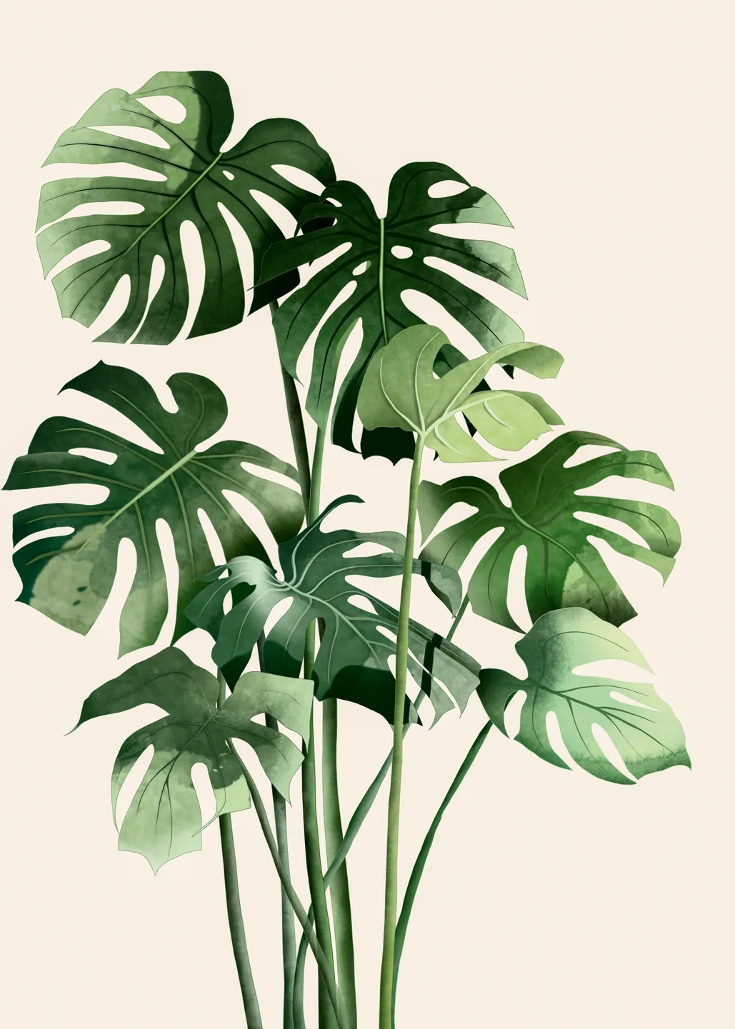 How to care for monstera deliciosa - Gardens Illustrated