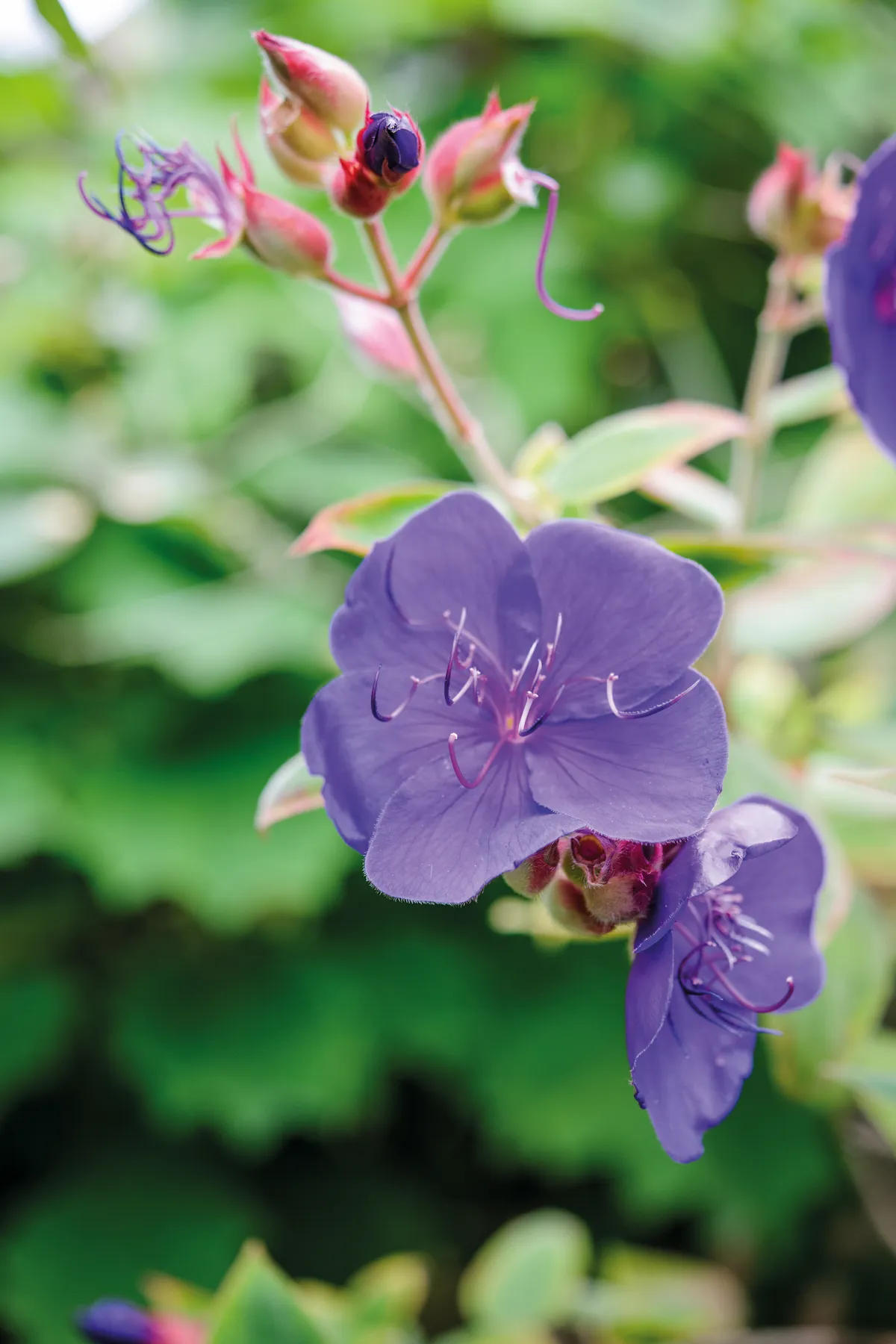Purple flower; Tibouchina urvilleana