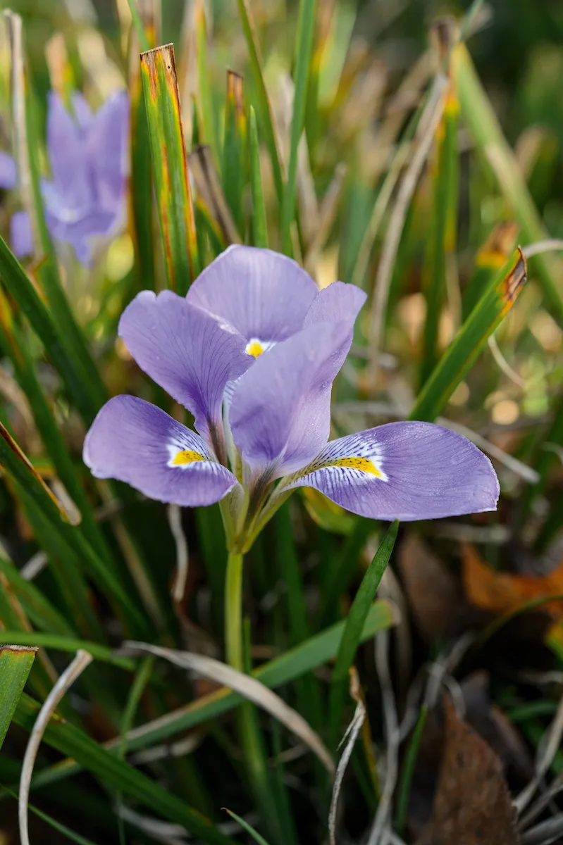 Purple flower; Iris unguicularis 'Mary Barnard'