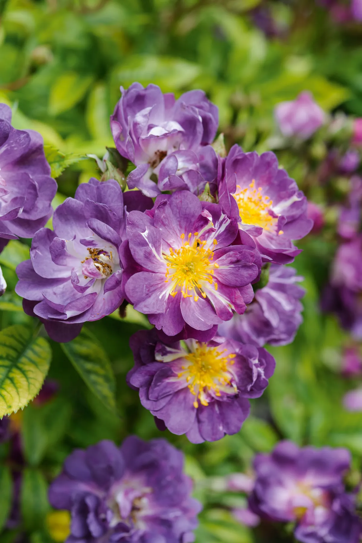 Purple flowers; Rosa 'Veilchenblau'