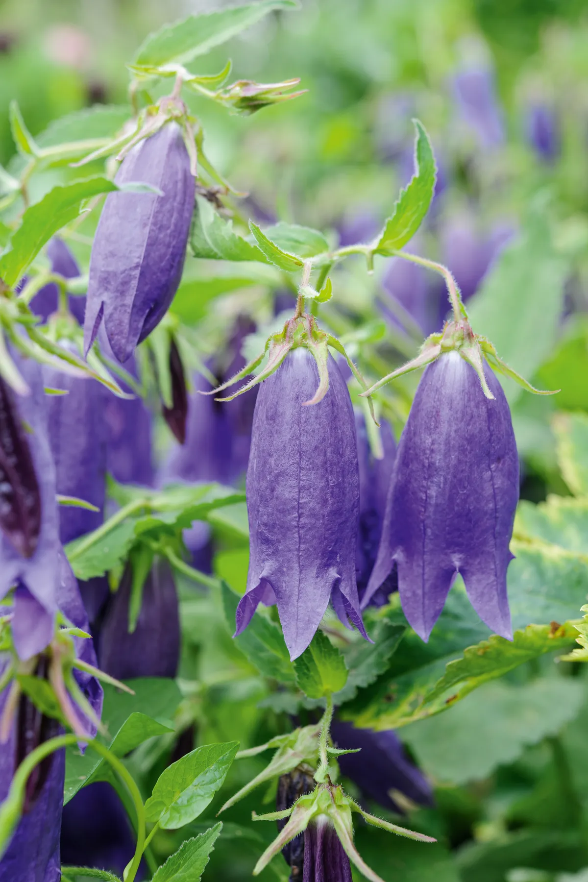 Purple flower; Campanula 'Kent Belle'