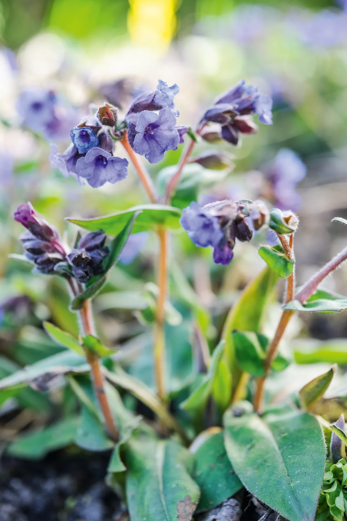Purple flower; Pulmonaria 'Blue Ensign'