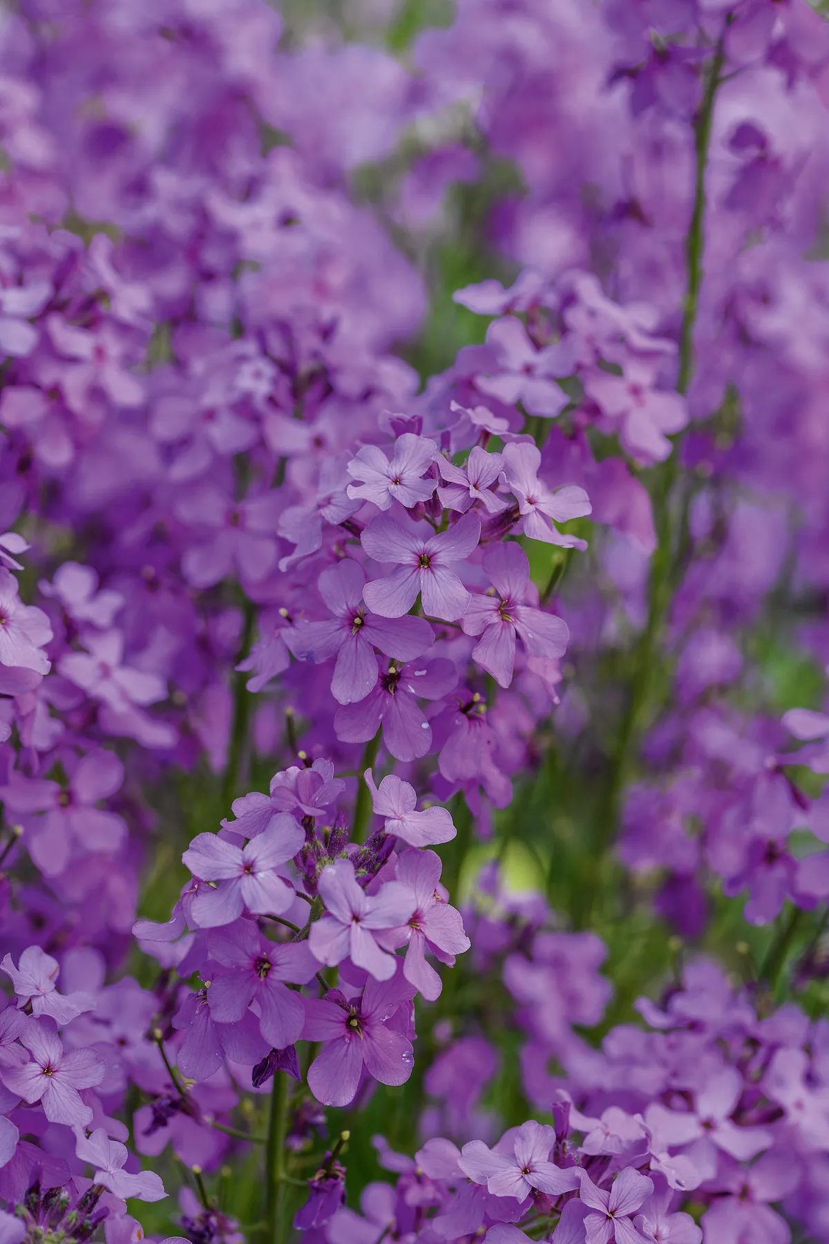 Purple flower; Hesperis matronalis sweet rocket