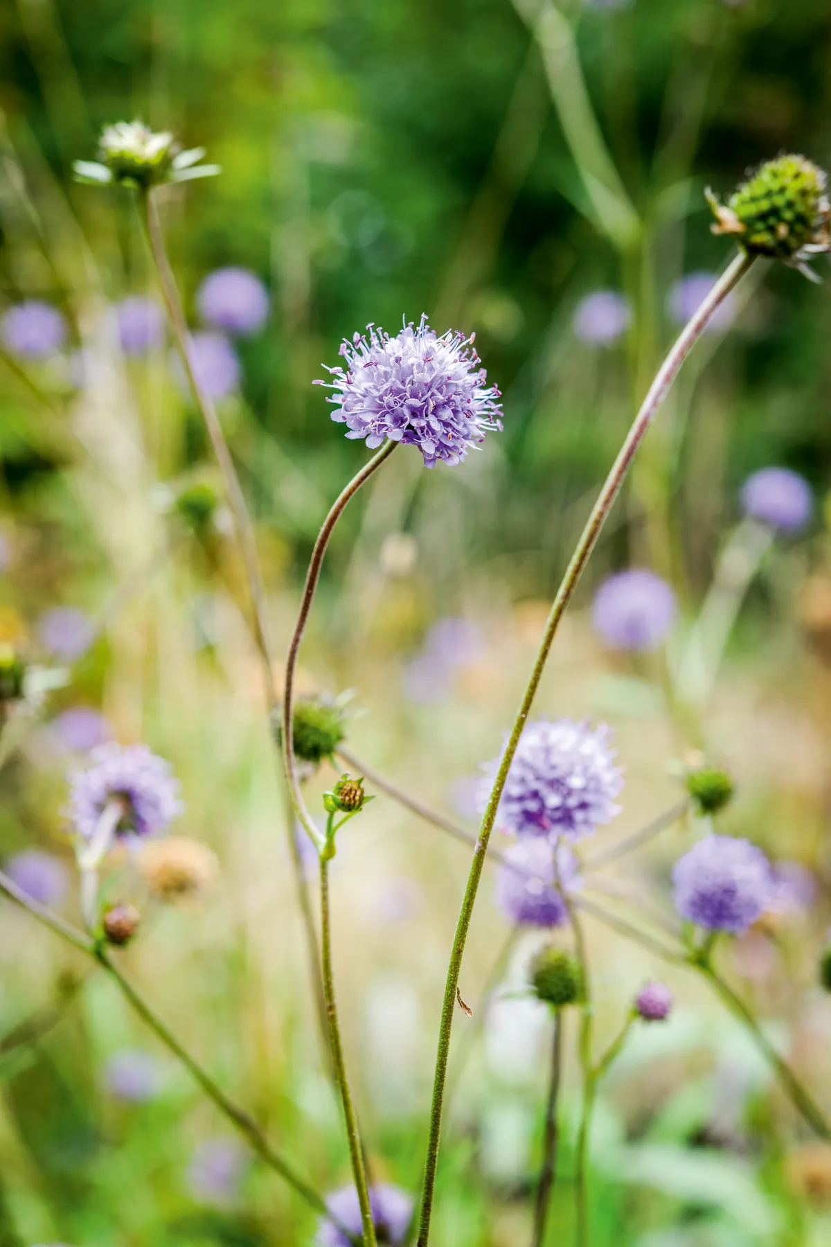 Purple flowers; Succisa pratensis