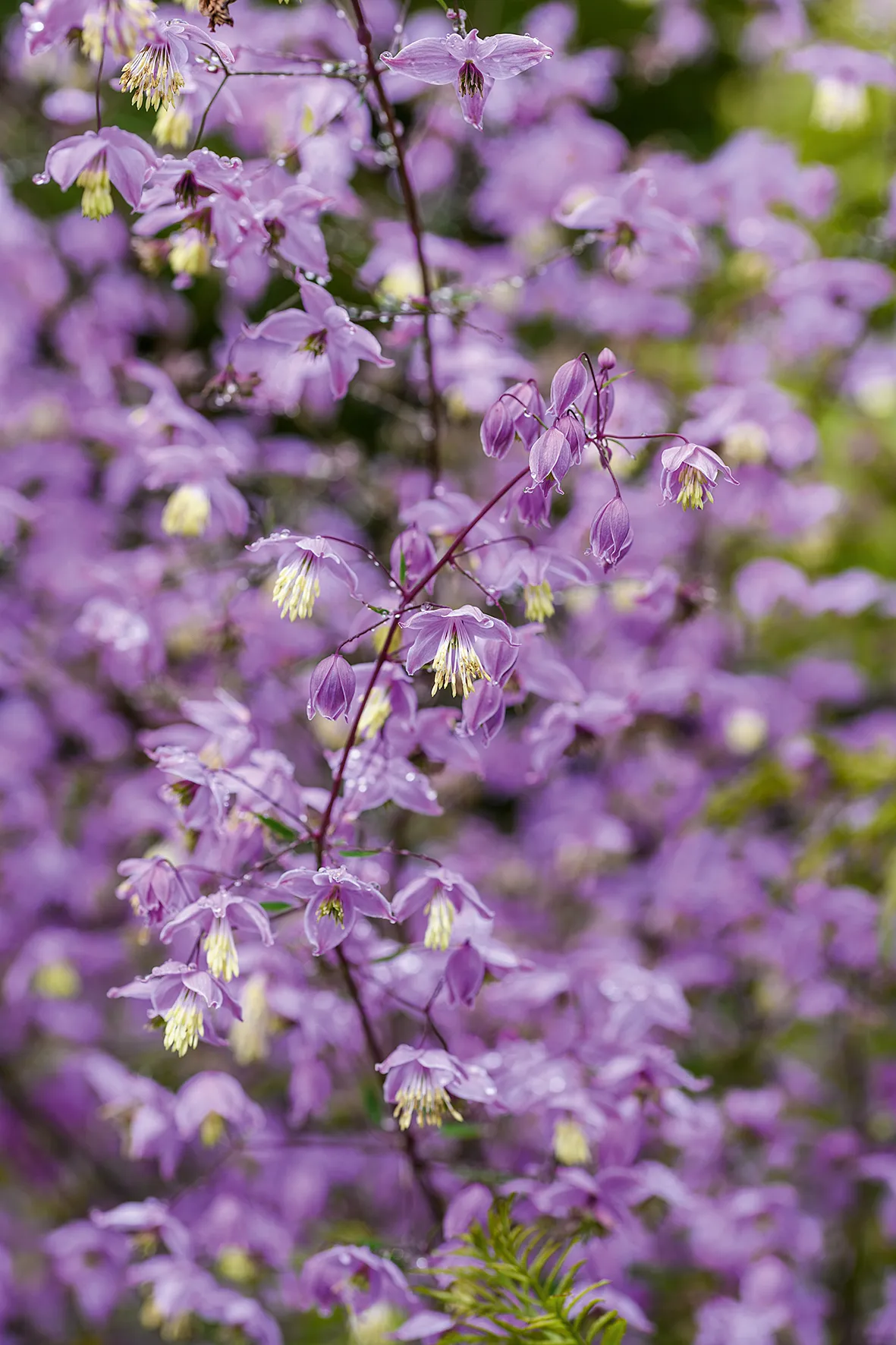 Purple flowers; Thalictrum delavayi var. decorum