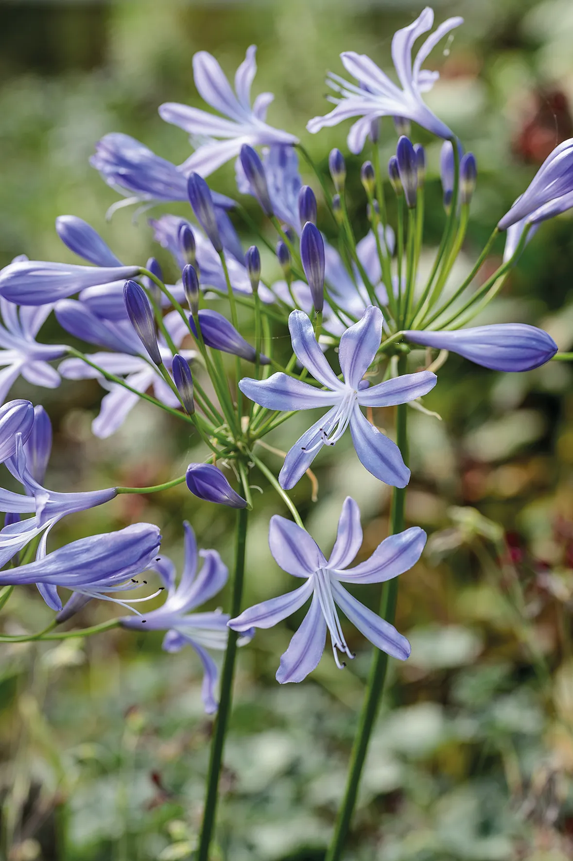 Purple flowers; Agapanthus ‘New Blue’