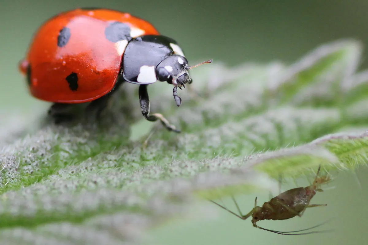 Seven spot ladybird and aphid