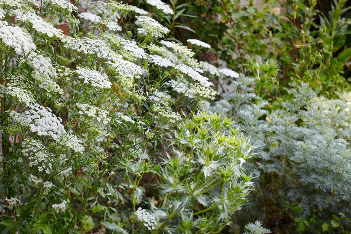 Ammi majus, Eryngium giganteum, Artemisia 'Powis Castle'