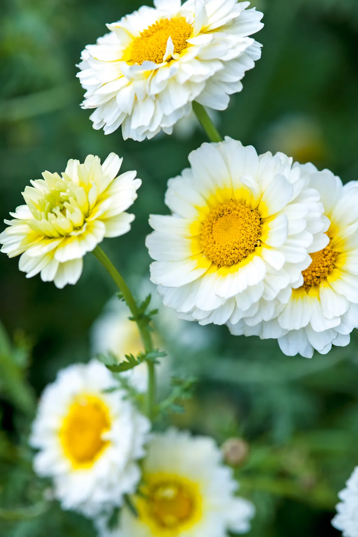 Chrysanthemum coronarium 'Primrose Gem' (syn. Glebionis coronaria Common name; Crown daisy, Garland chrysanthemum - Hardy Annual - inspired by working at Lindisfarne where Gertrude Jekyll chose 'White Gem').