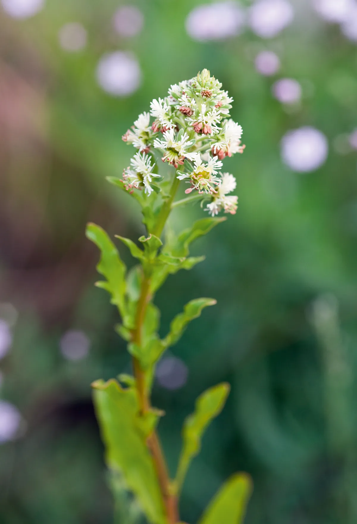 Reseda odorata grandiflora (Mignonette)