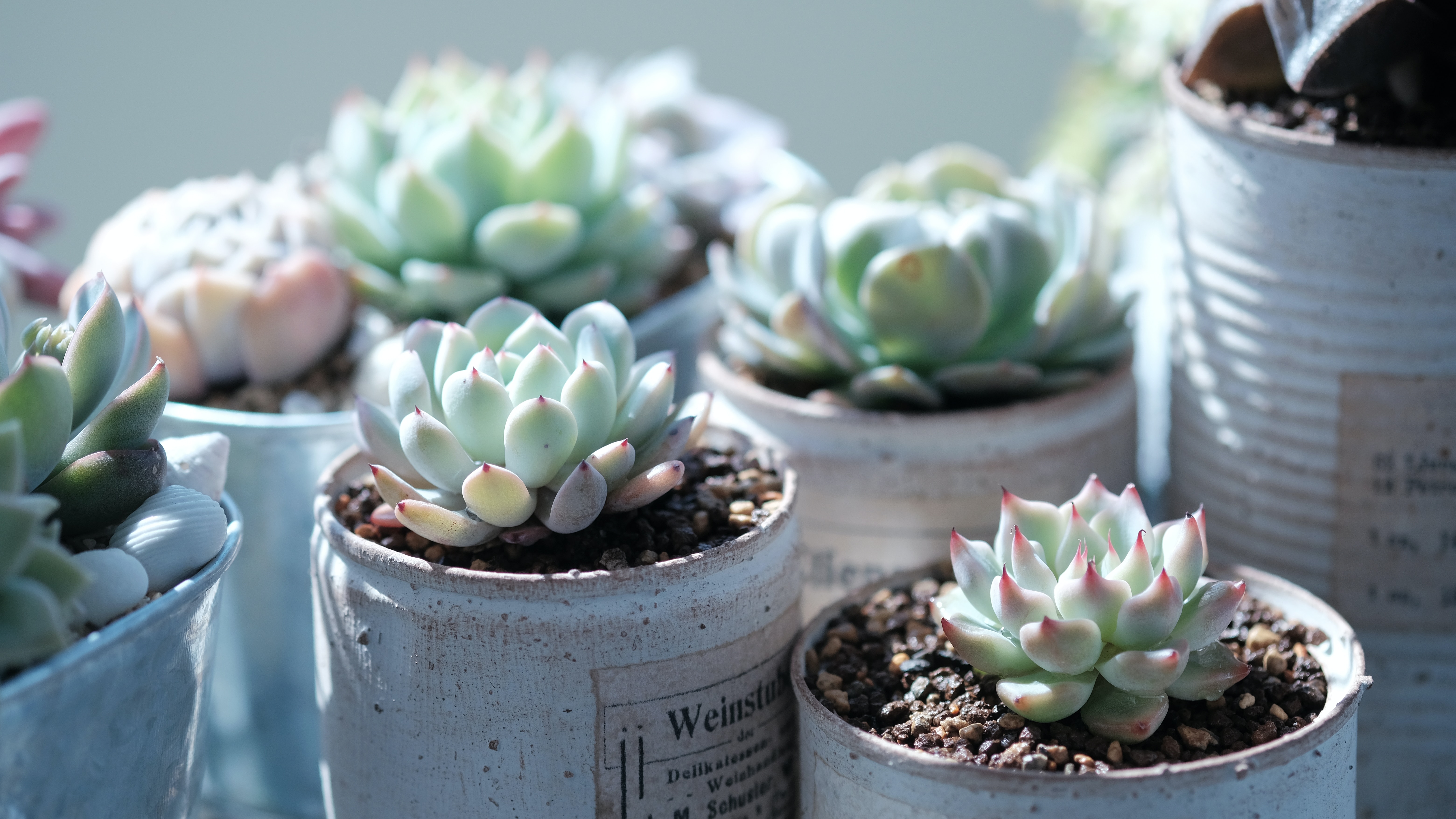 How to Tell If Your Succulents Are Happy - Succulents Box