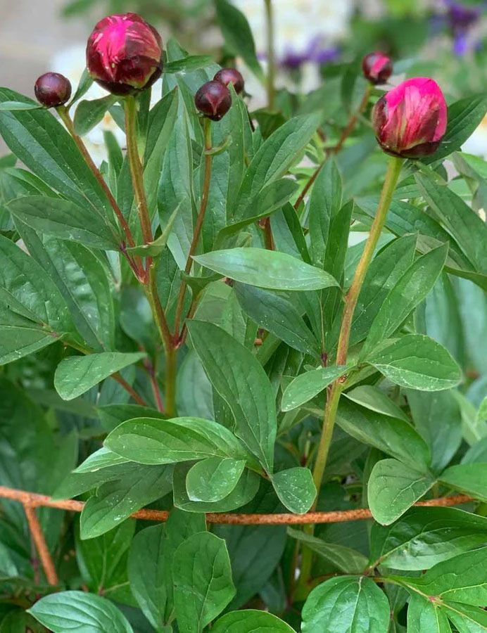 The best peony plant supports and cages for perfectly poised peonies in 2024