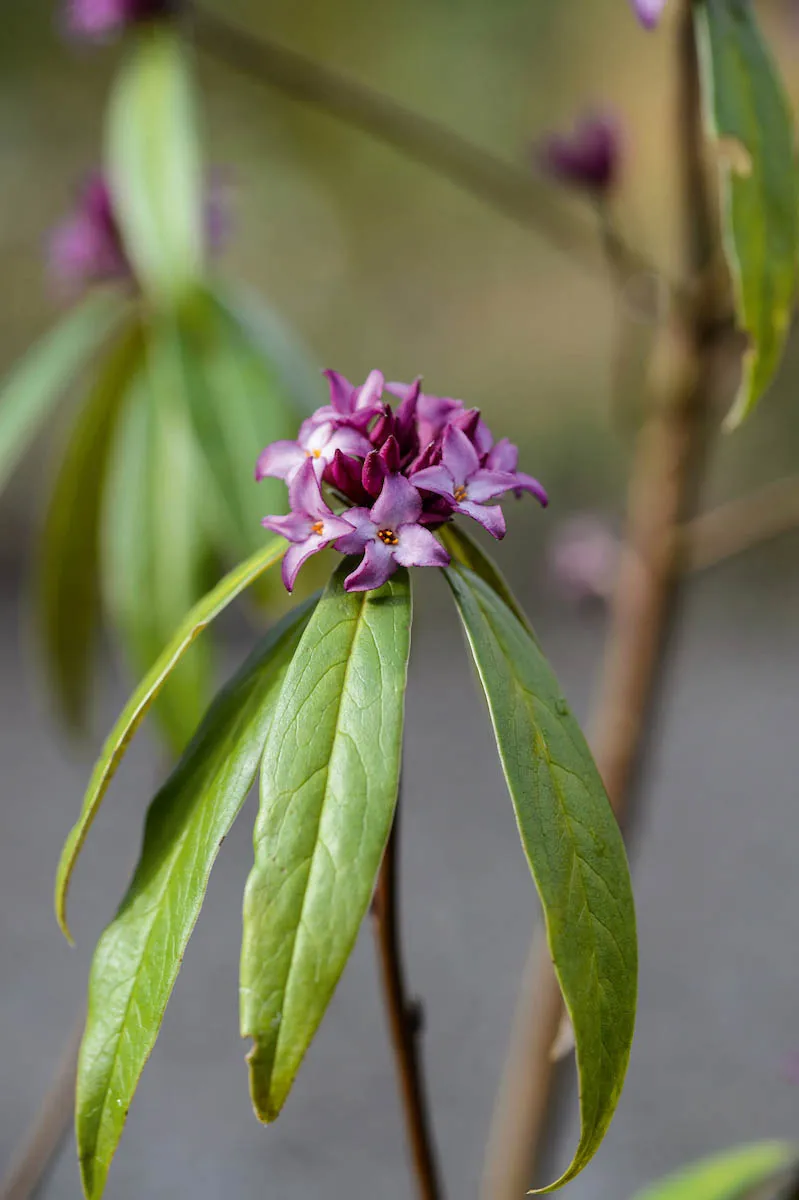 Purple flower; Daphne bholua 'Mary Rose'