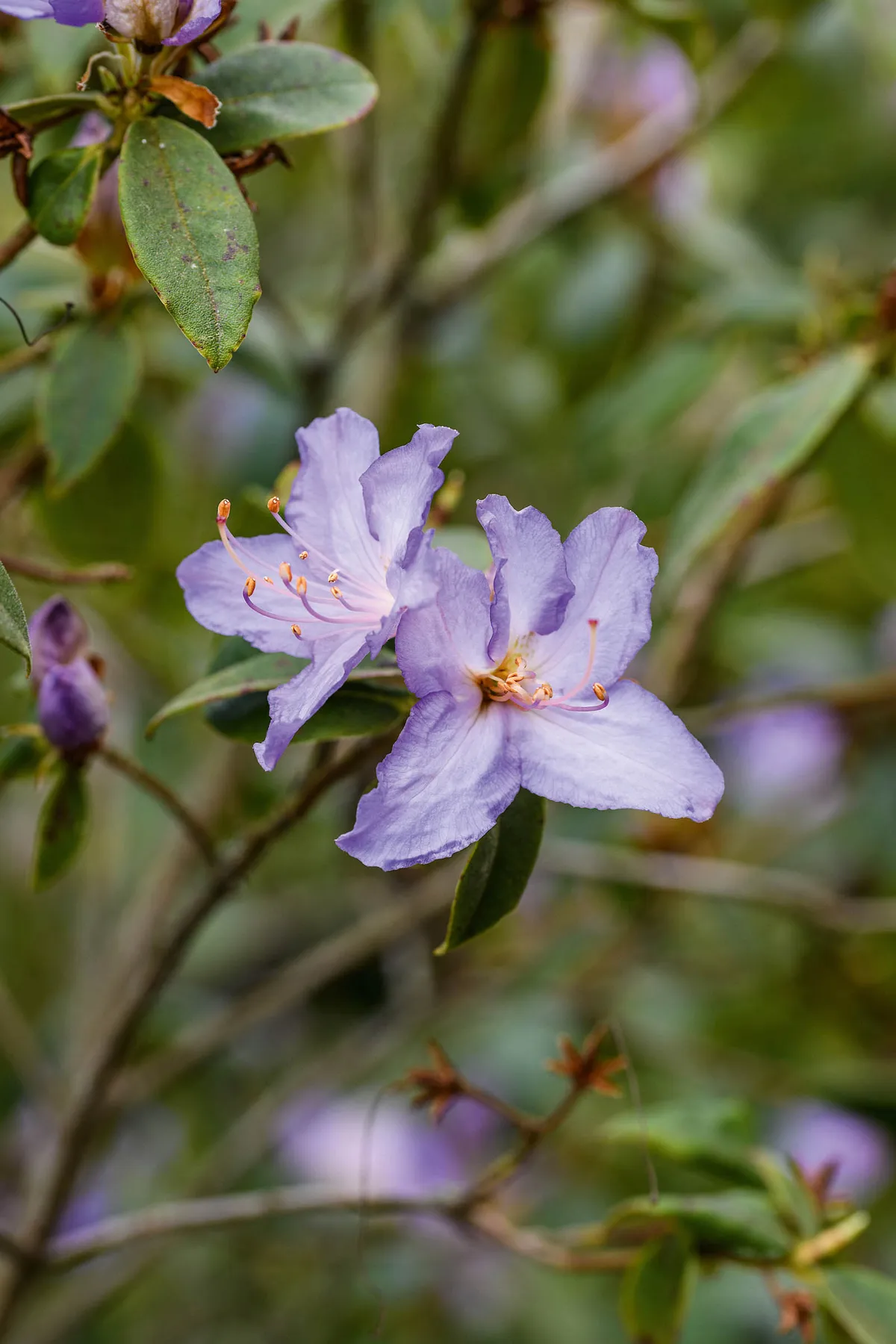 Purple flowers; Rhododendron augustinii