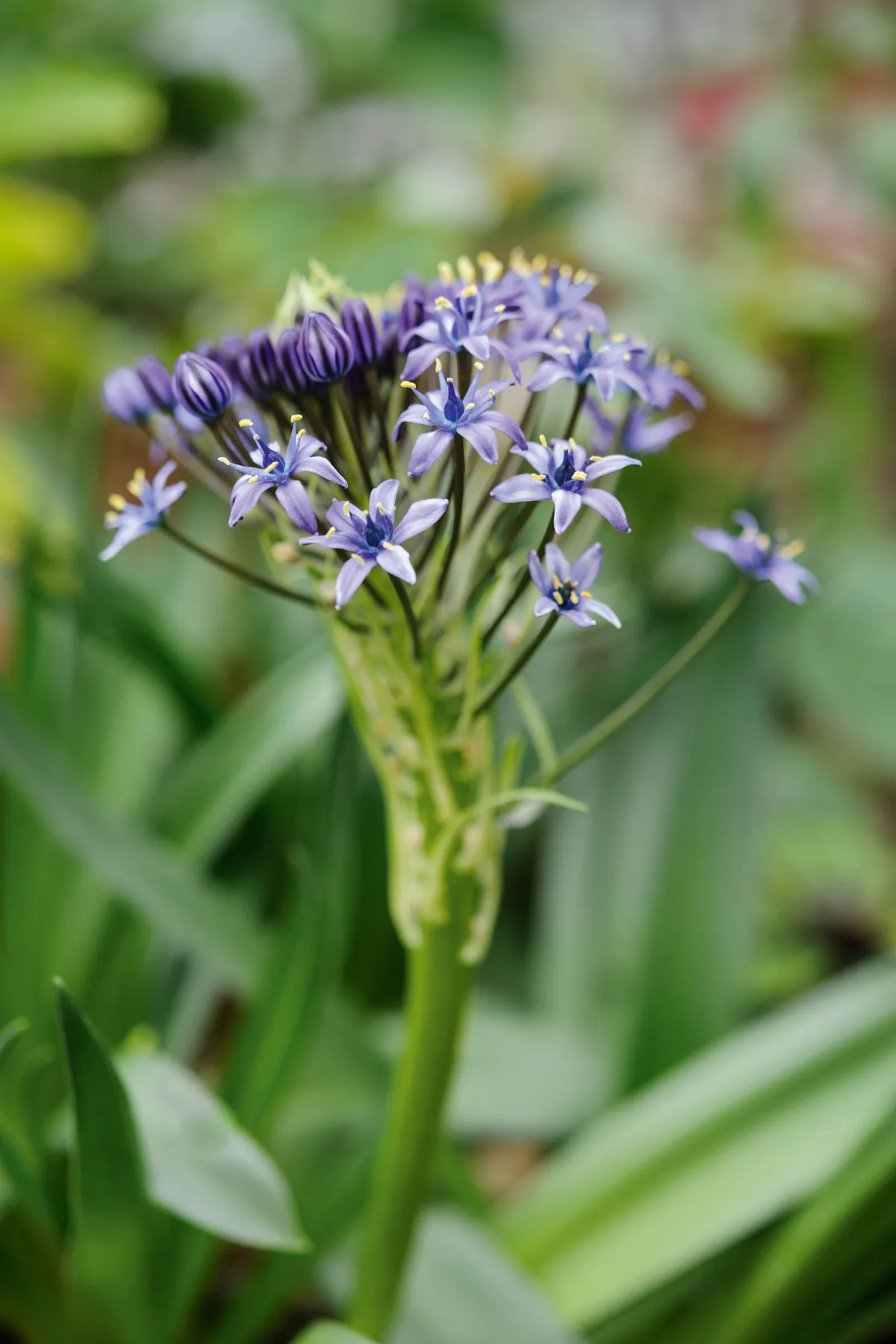 Purple flower; Scilla peruviana