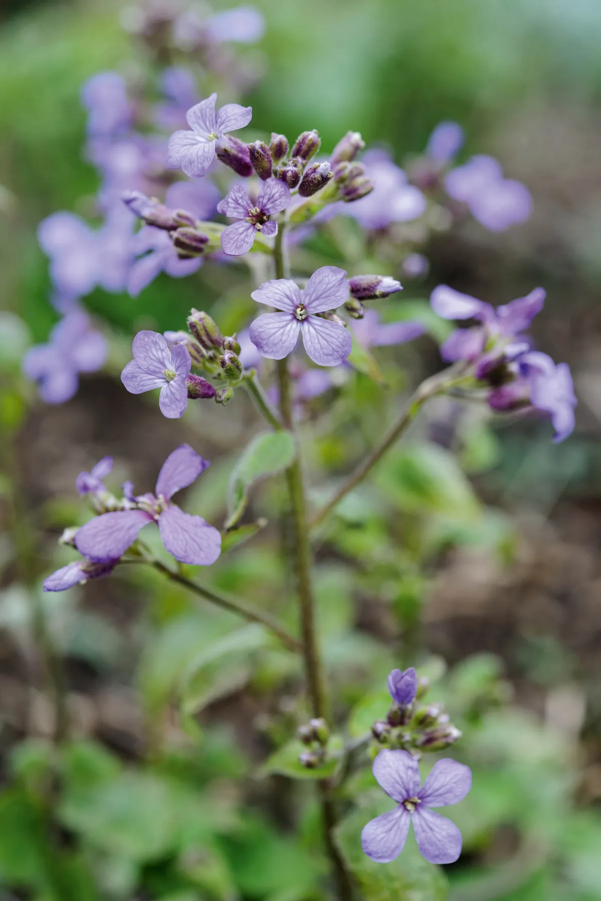 Purple flower; Lunaria 'Corfu Blue'