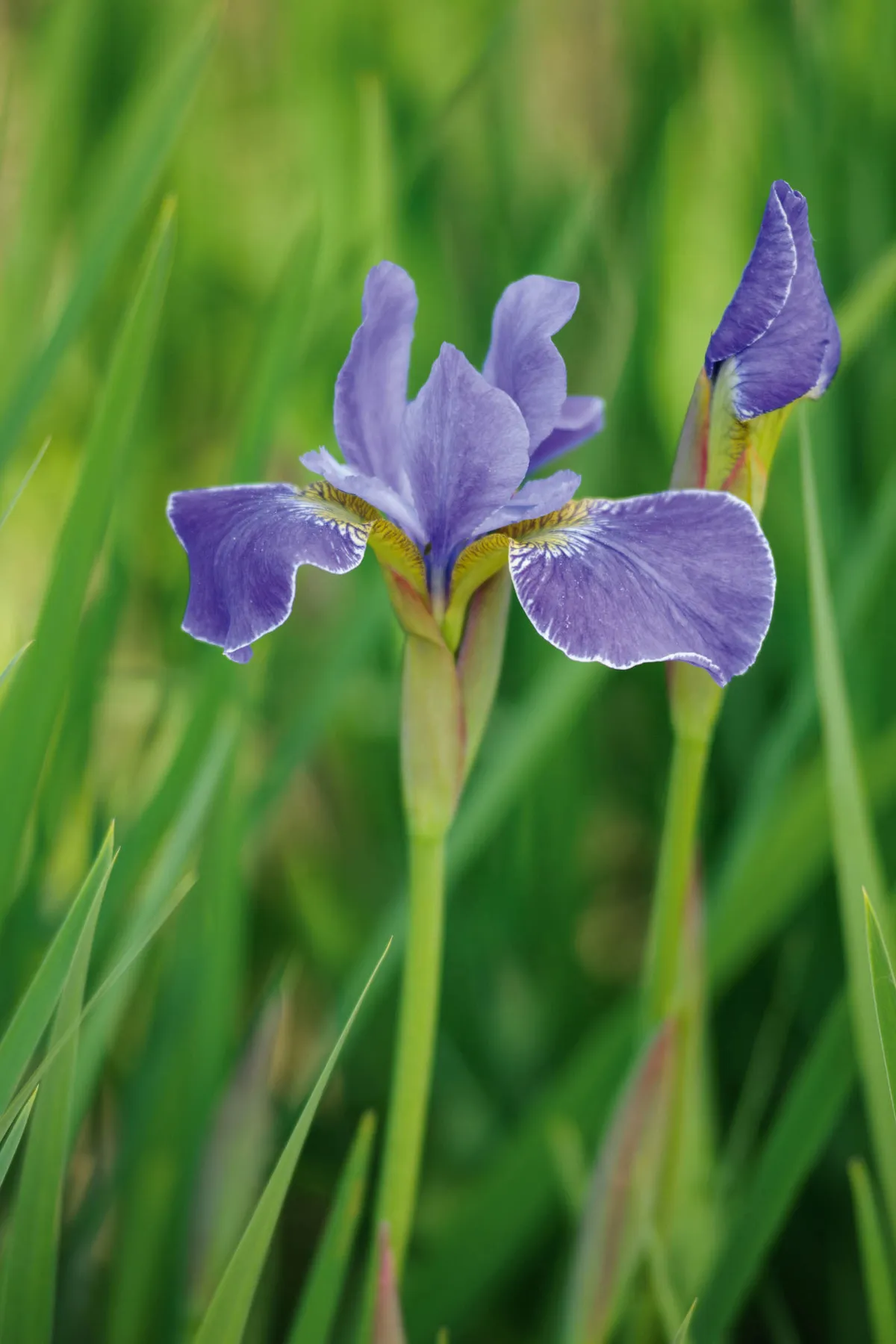 purple flower; Iris 'Silver Edge'
