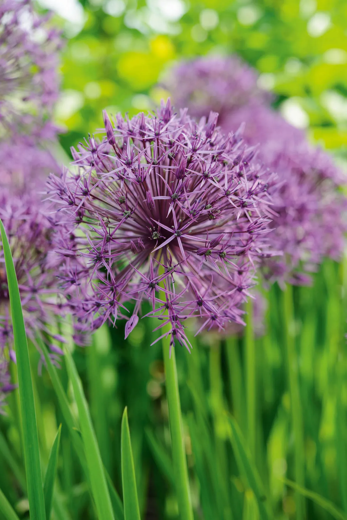 Purple flower; Allium 'Purple Rain'