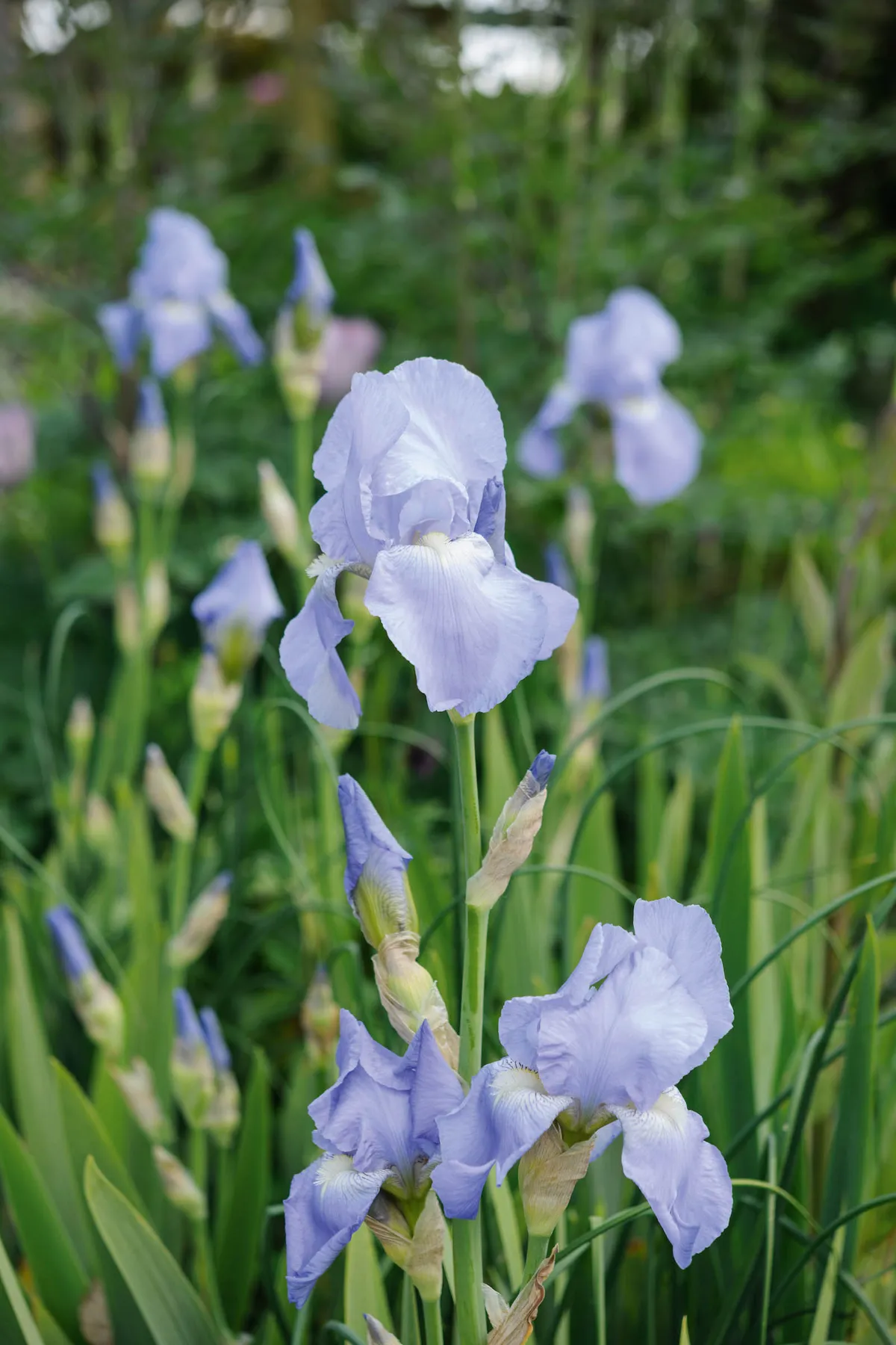 Purple flower; Iris 'Jane Phillips'