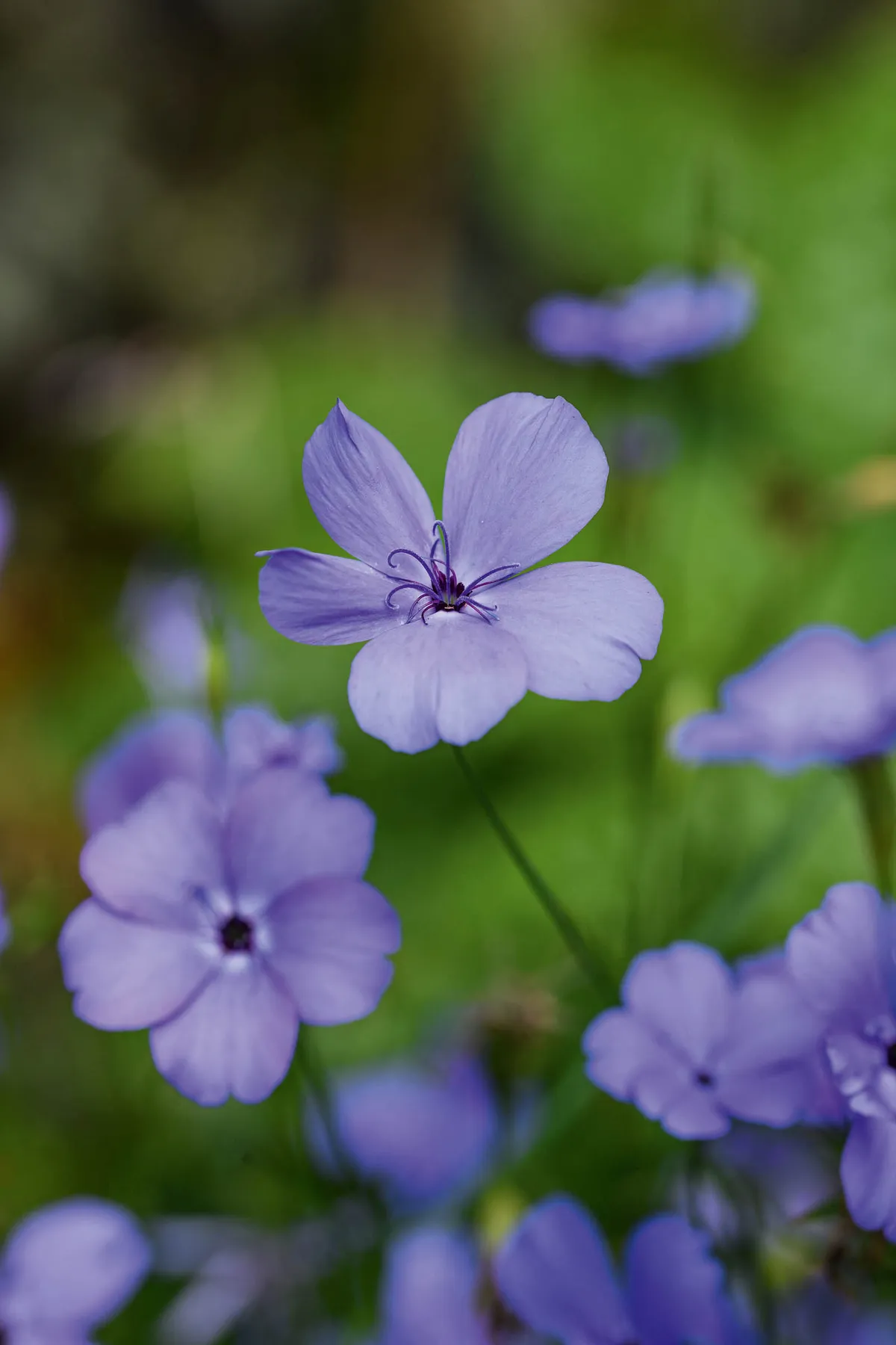 Purple flower; Silene coeli-rosa 'Blue Angel'