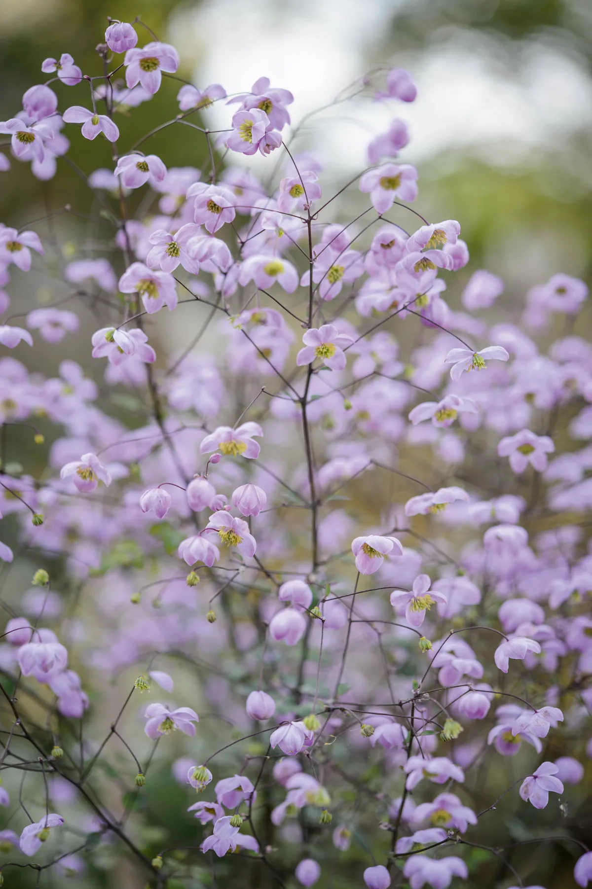 Purple flower; Thalictrum 'Splendide'
