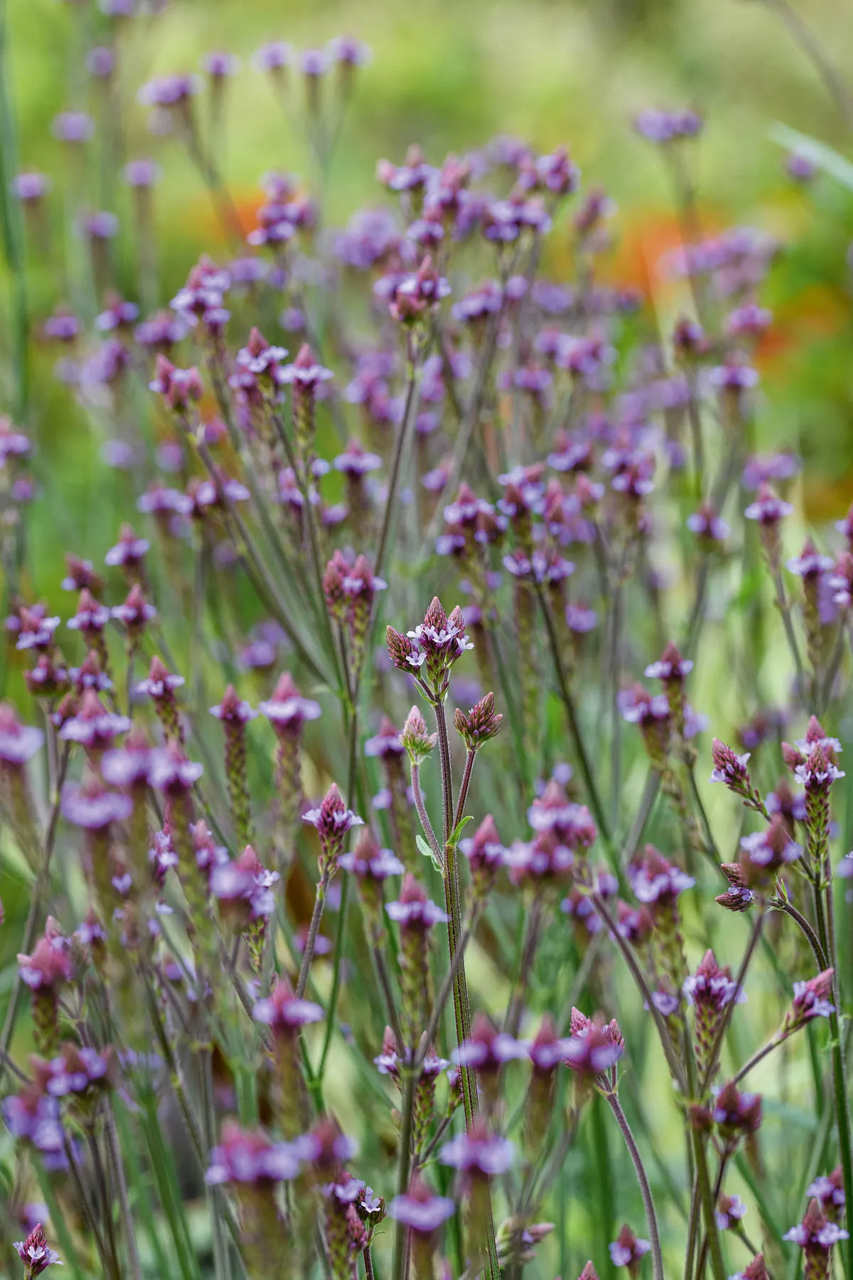 Purple flower; Verbena macdougalii 'Lavender Spires'