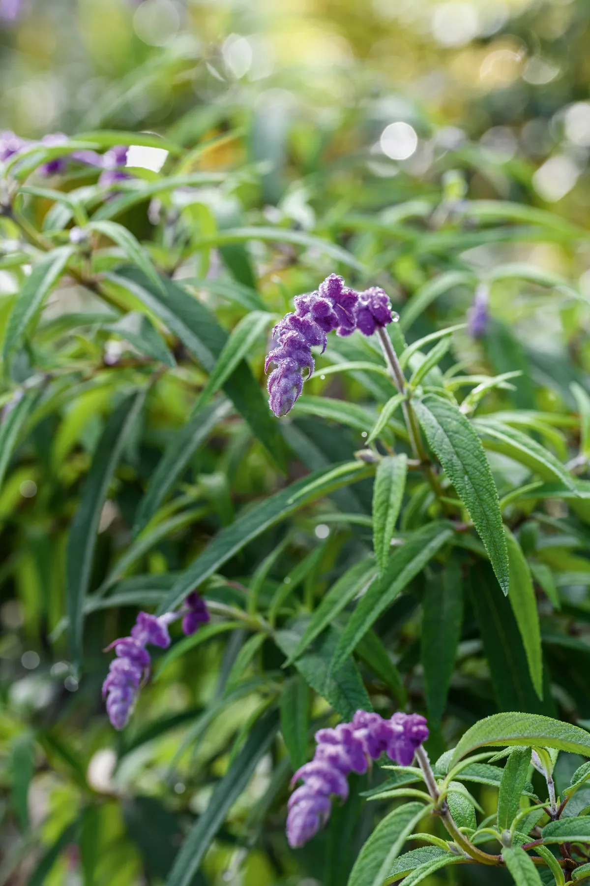 Purple flowers; Salvia leucantha