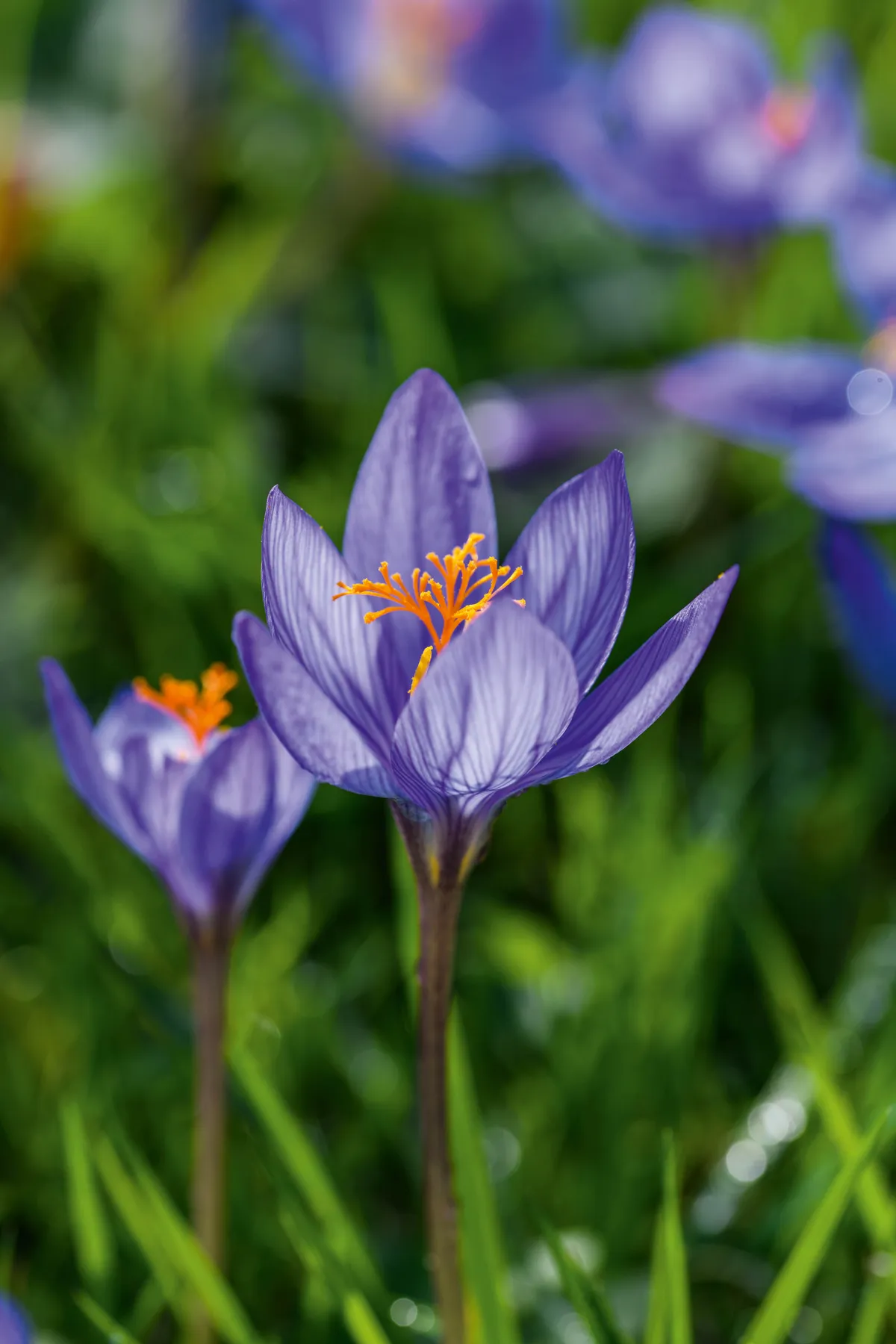 Purple flower; Crocus Speciosus