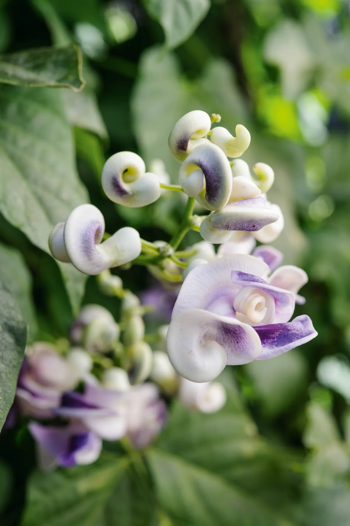 Purple flower; Vigna caracalla