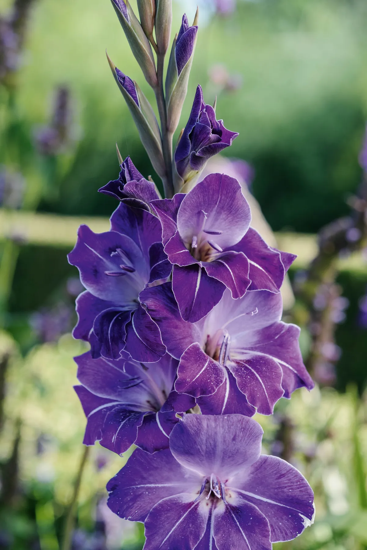 Purple flower; Gladiolus 'Violetta'