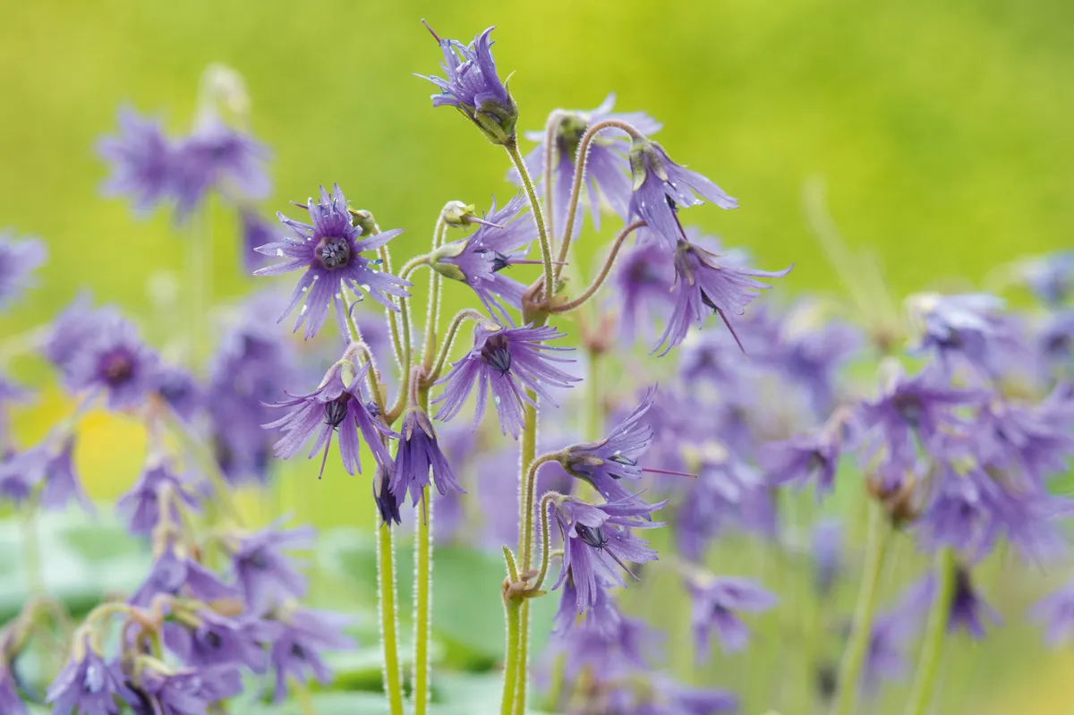 Purple flower; SOLDANELLA VILLOSA