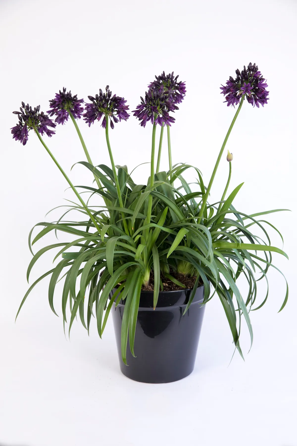 Agapanthus Black Jack.RHS Plant of the Year 2023 Agapanthus Black Jack.RHS Plant of the Year 2023