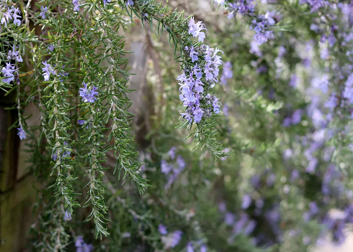 Prostrate rosemary