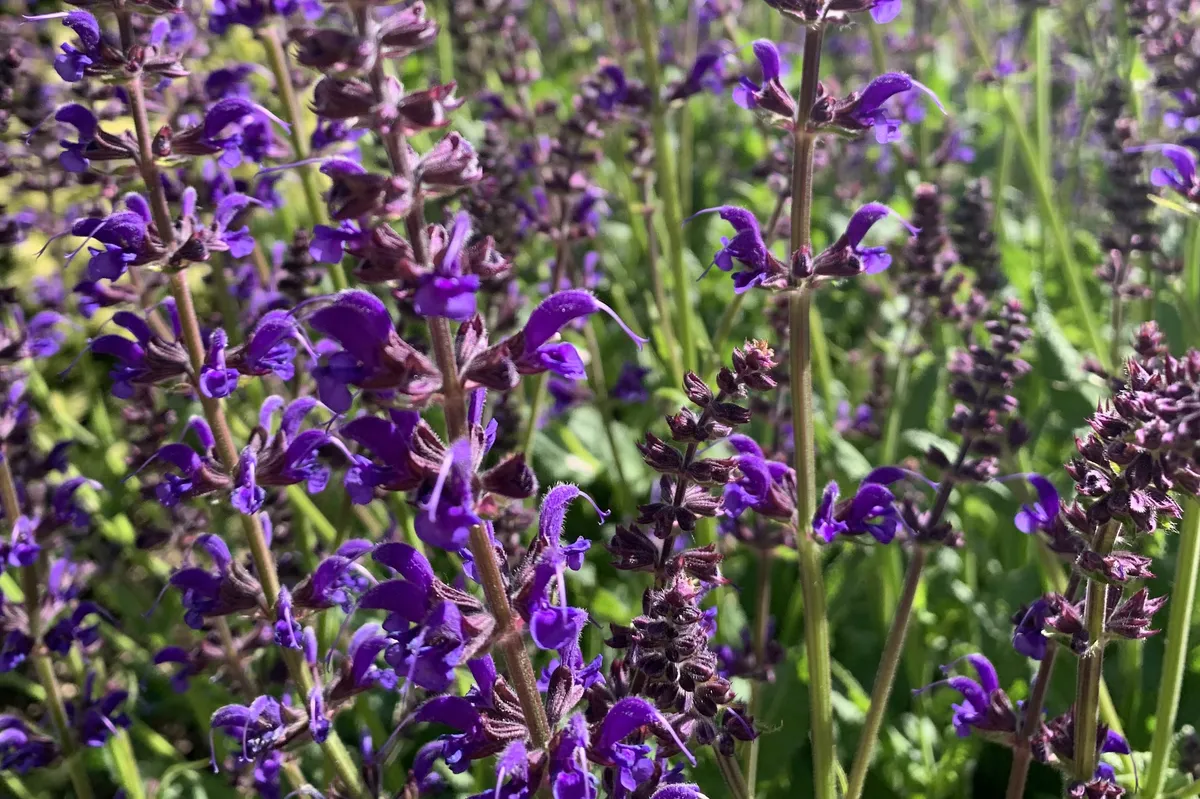 Salvia Purple Spring