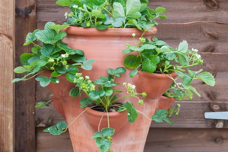 terracotta strawberry planter