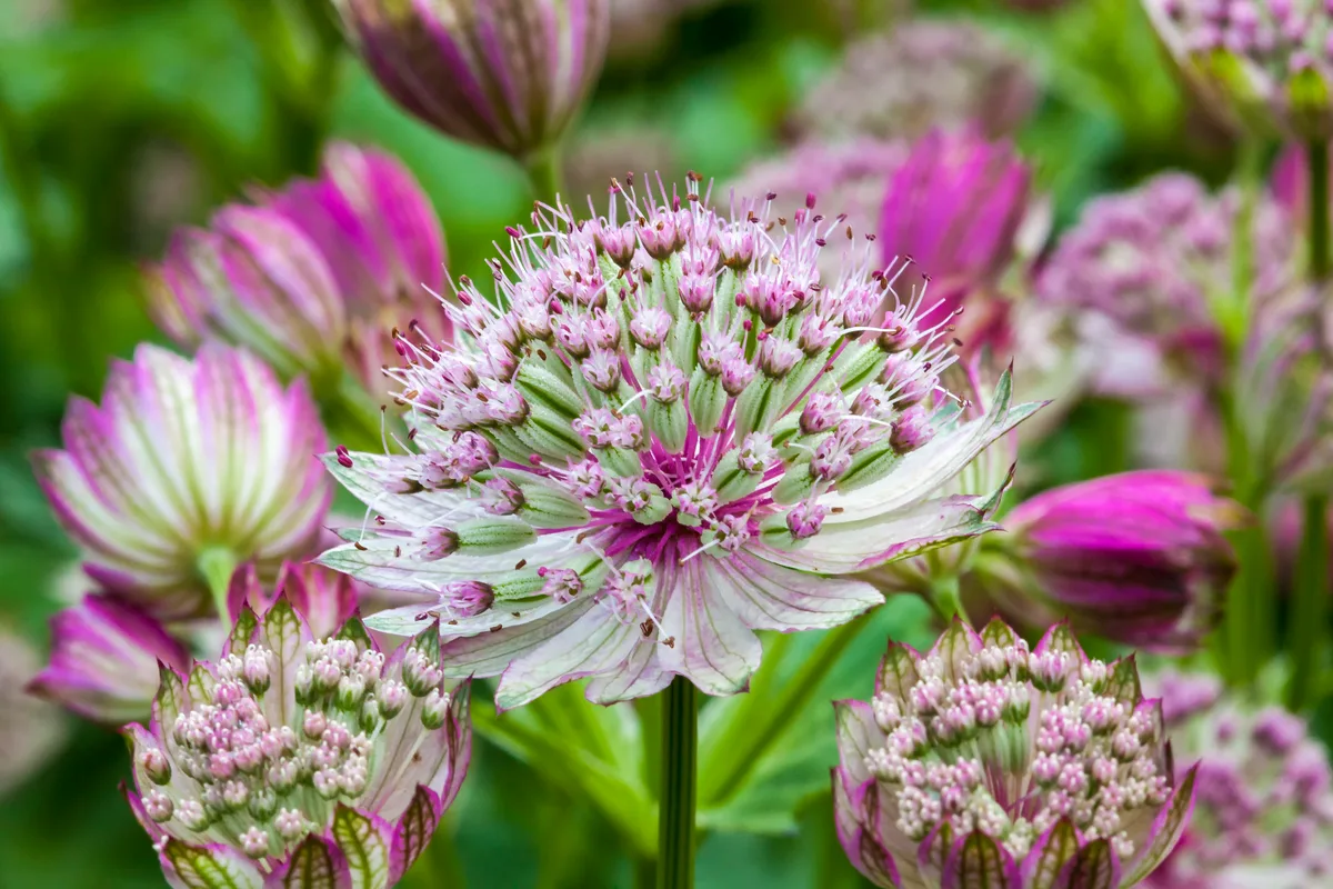 Astrantia major ‘Rubra’ Astrantia major 'Rubra'