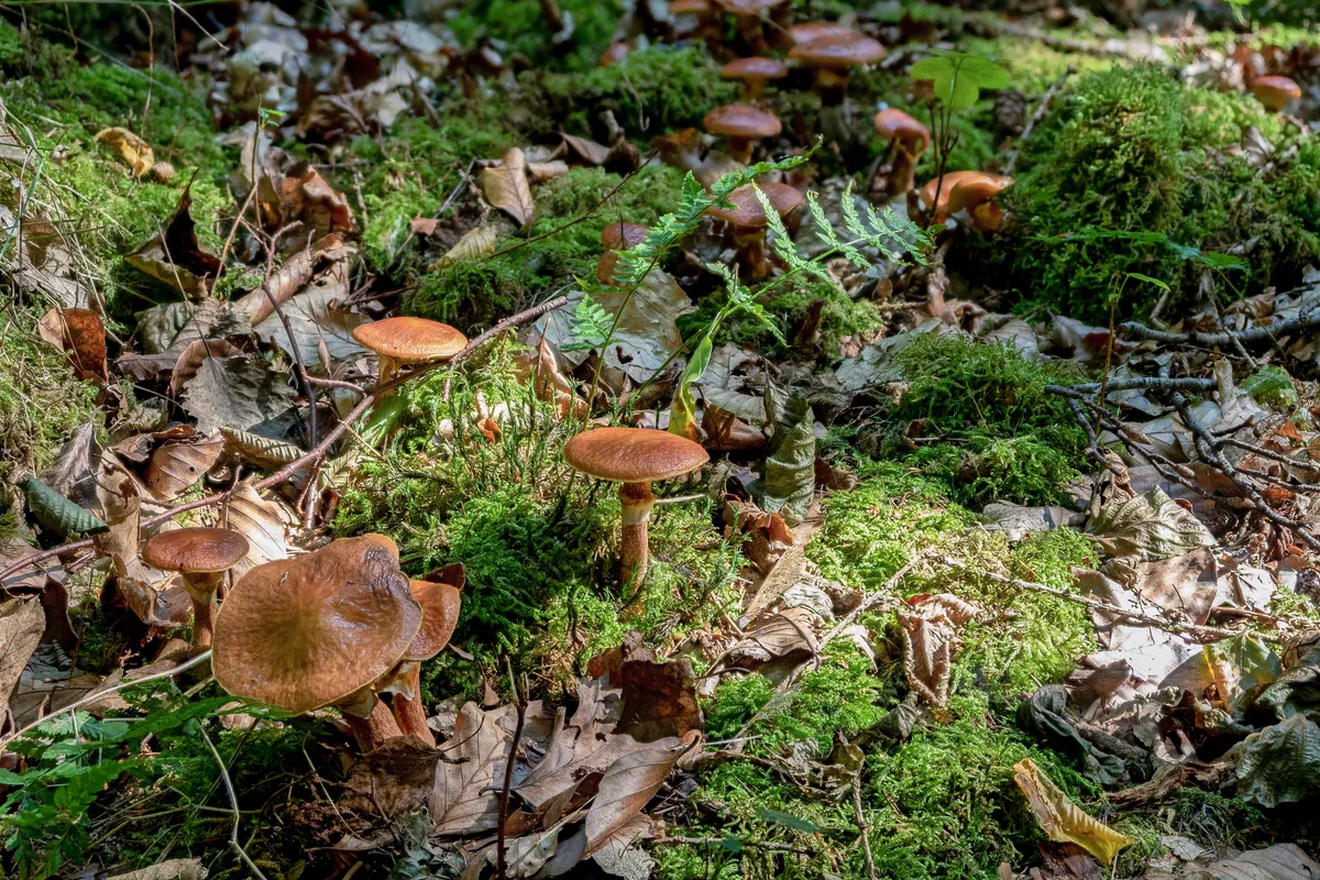 Suillus grevillei (commonly known as Grevilles bolete and larch bolete) is a mycorrhizal mushroom with a tight, brilliantly coloured cap, shiny and wet looking with its mucous slime layer